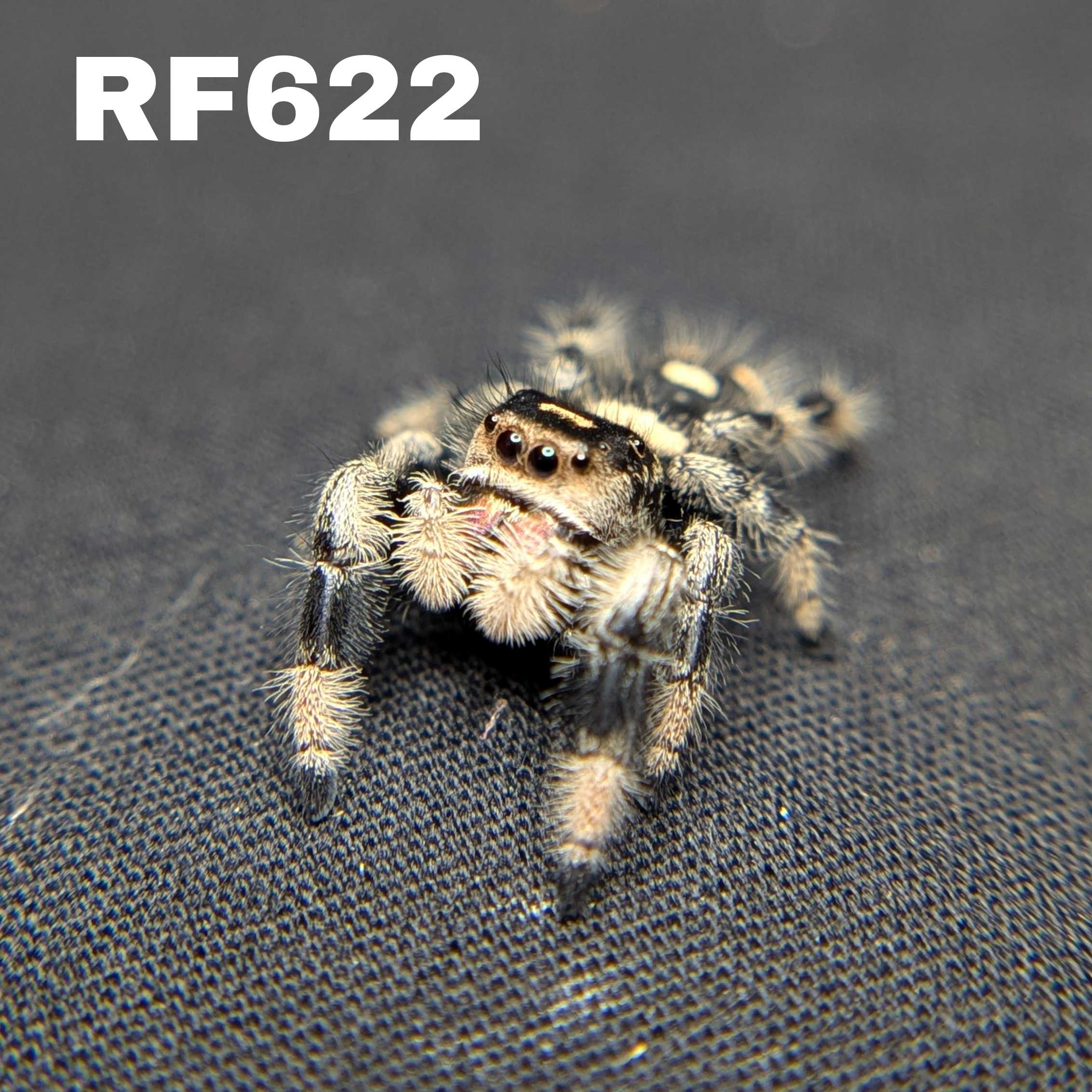 Regal Jumping Spider "Cinnamon"