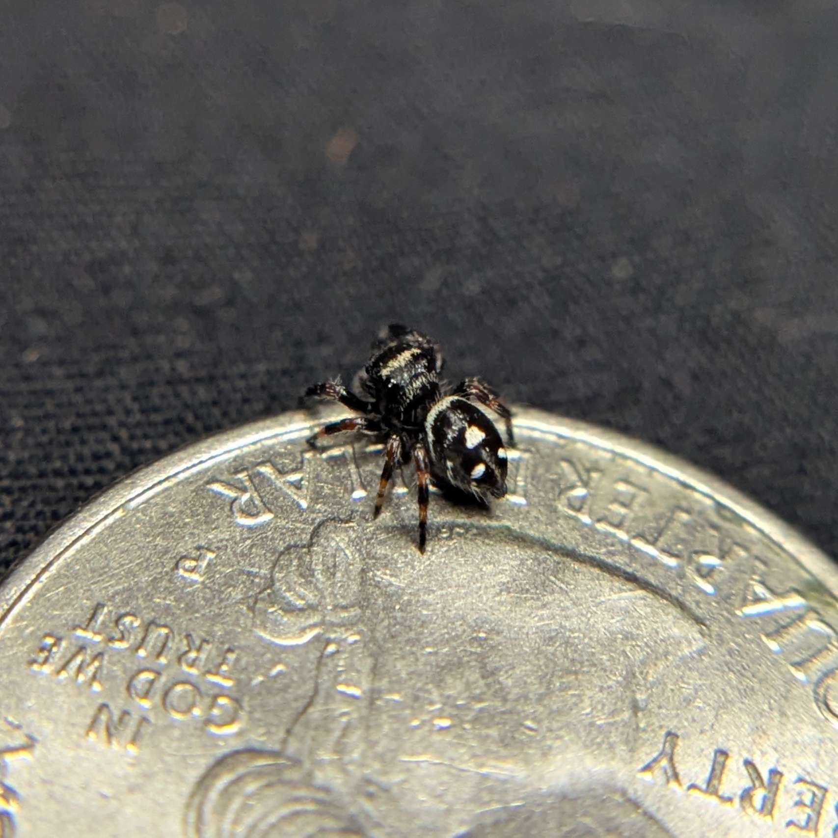 Regal Jumping Spider "Bean"