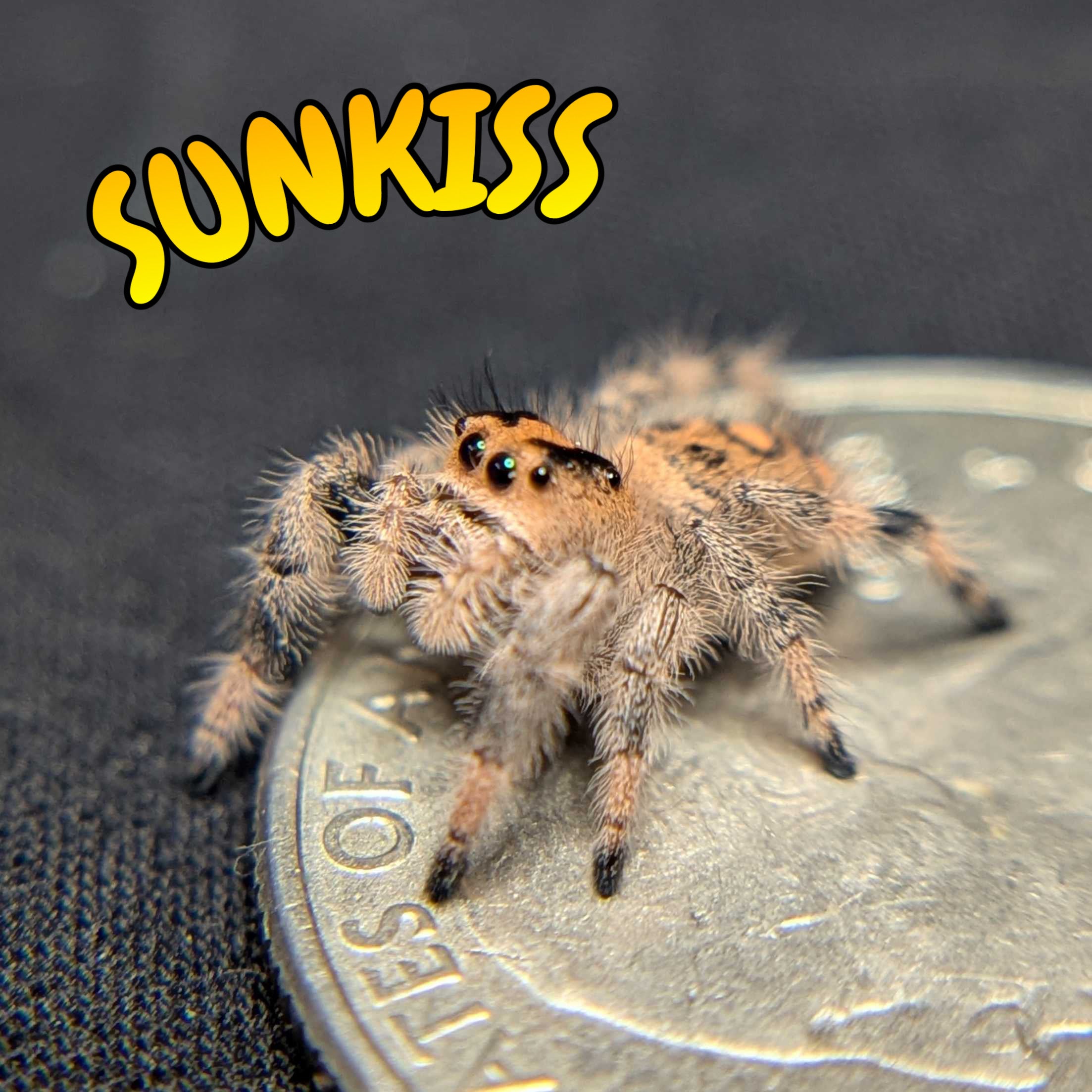 Female Regal Jumping Spider Sunkiss