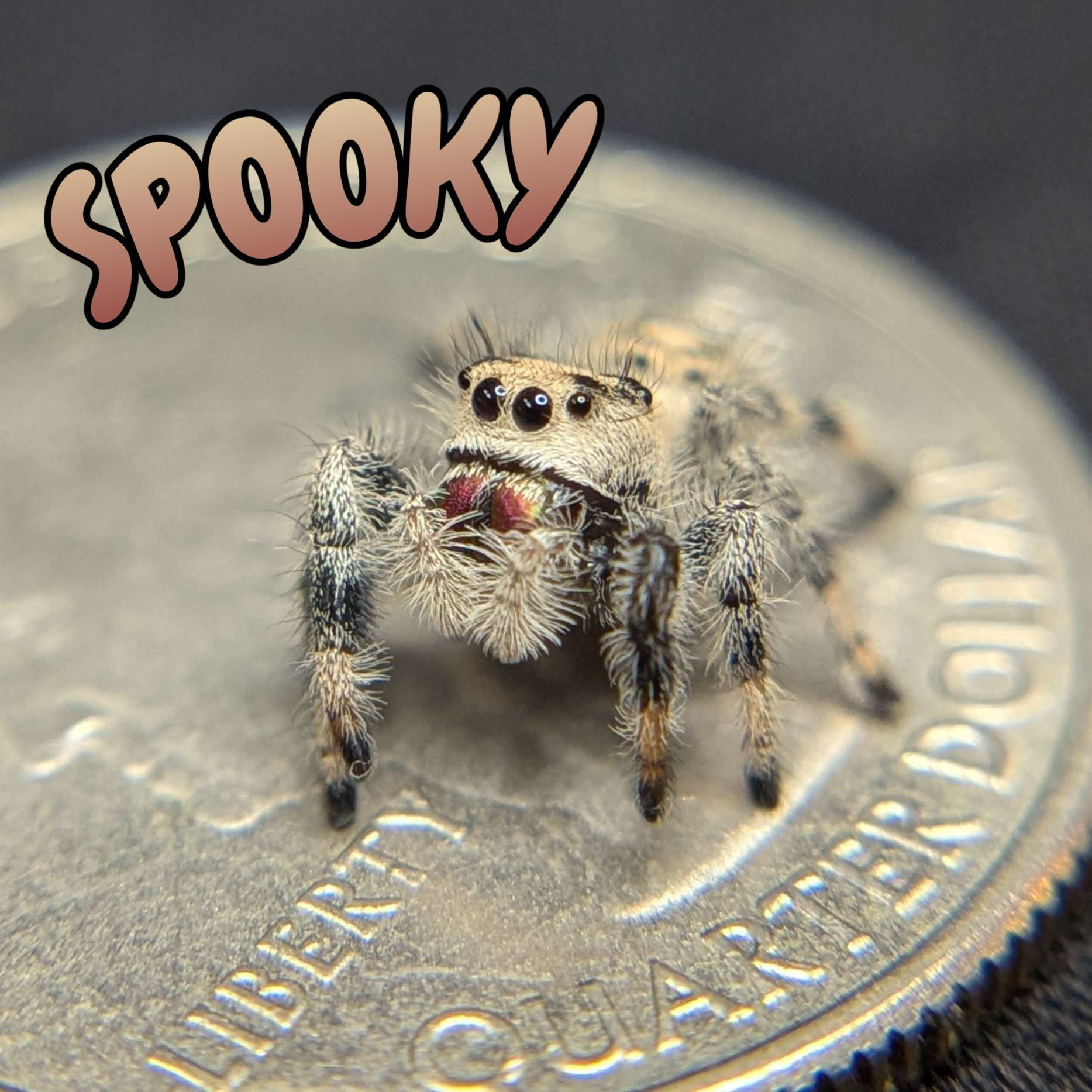 Regal Jumping Spider "Spooky"