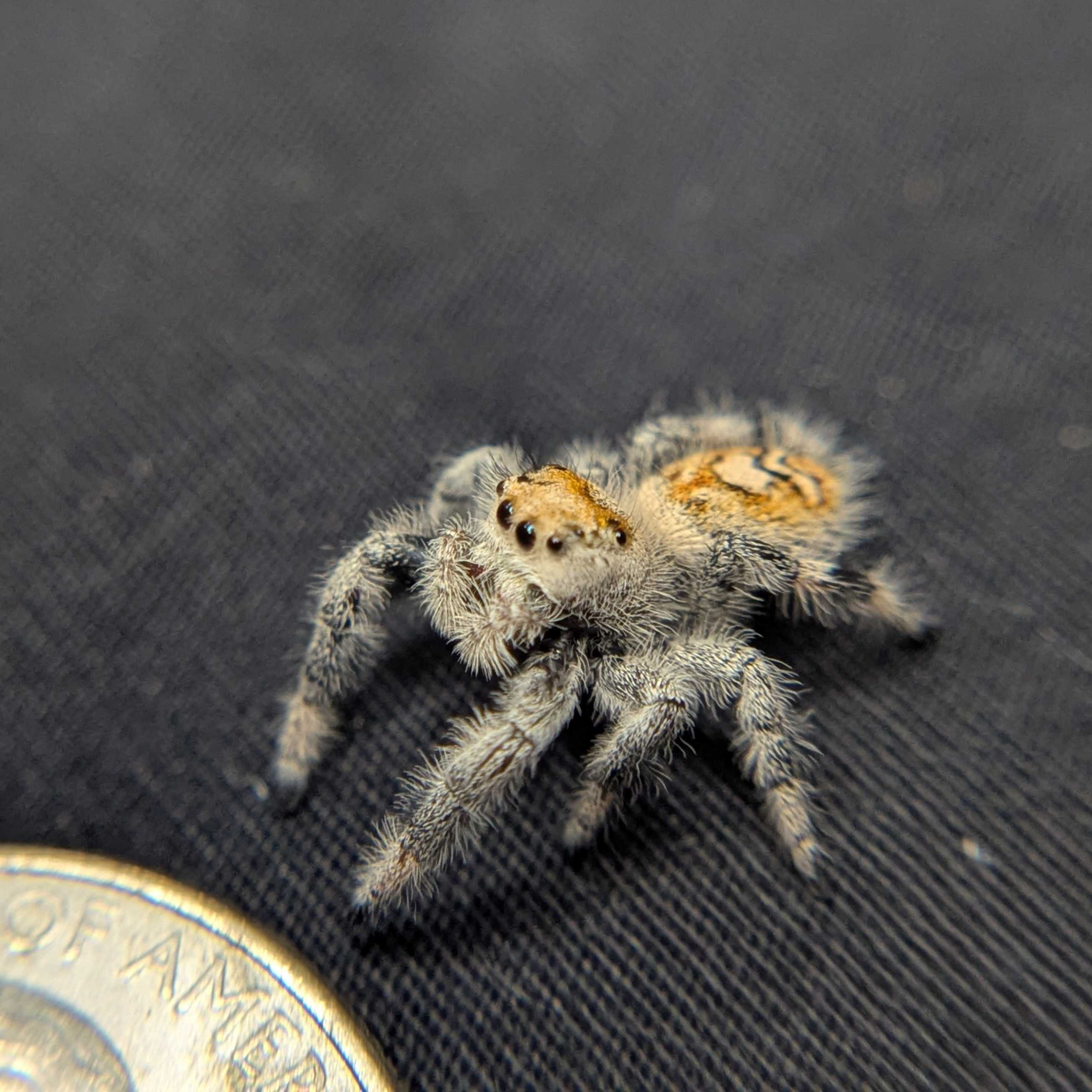Regal Jumping Spider “Mimosa”