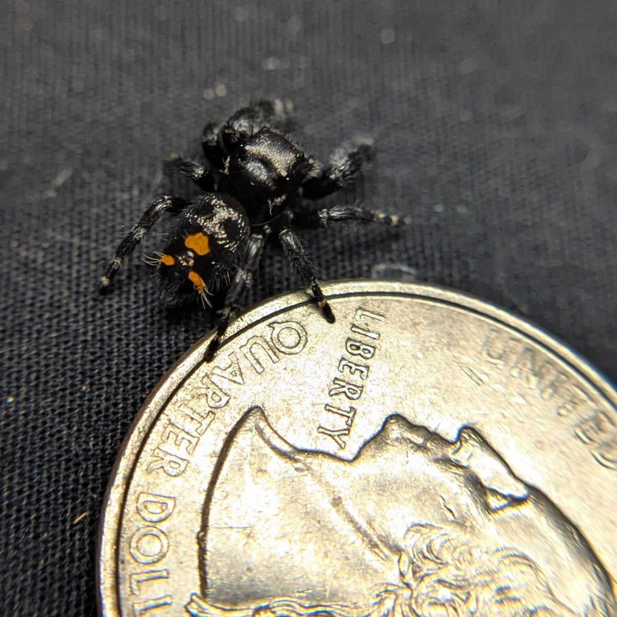 Audax Bryantae Jumping Spider "Jackson"