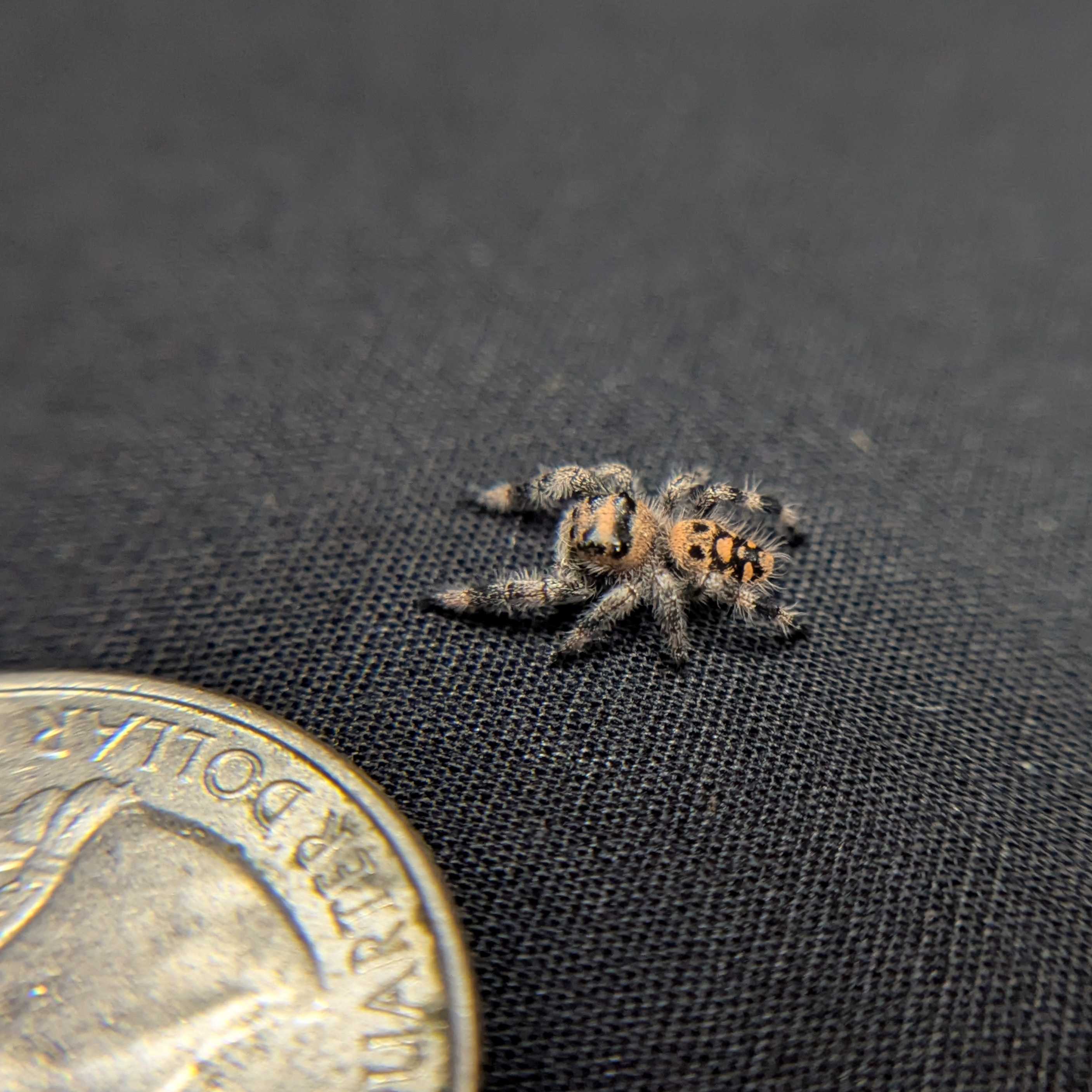 Regal Jumping Spider "Khaki"