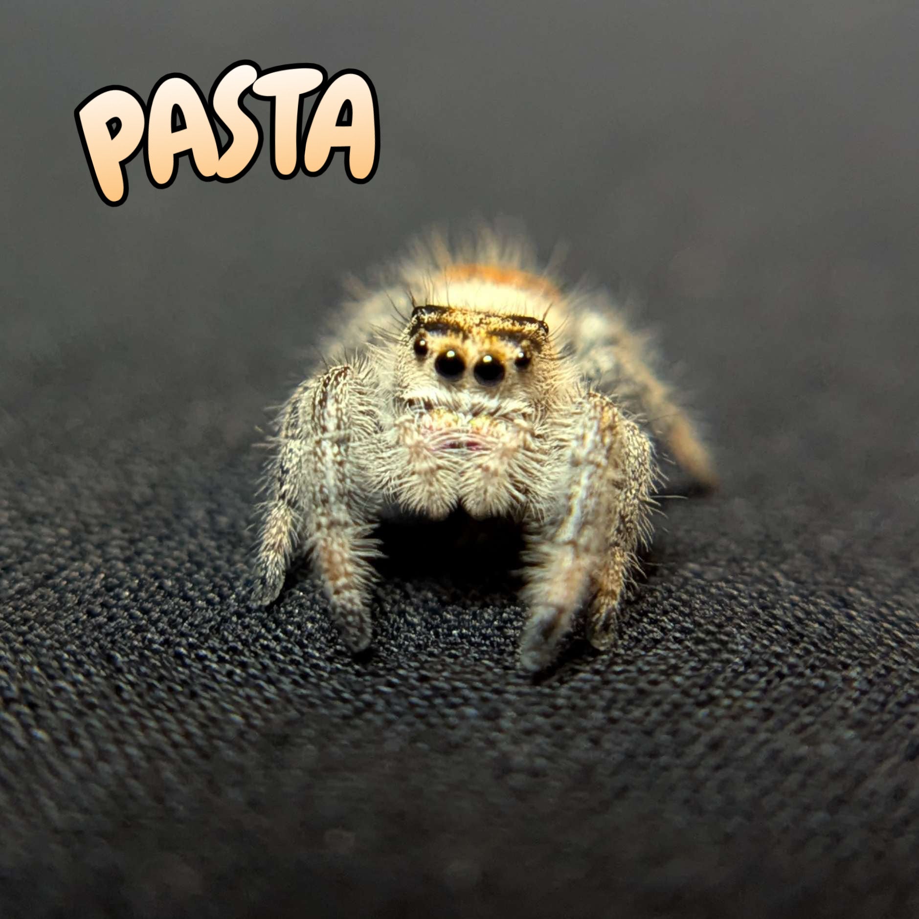 Regal Jumping Spider "Pasta"