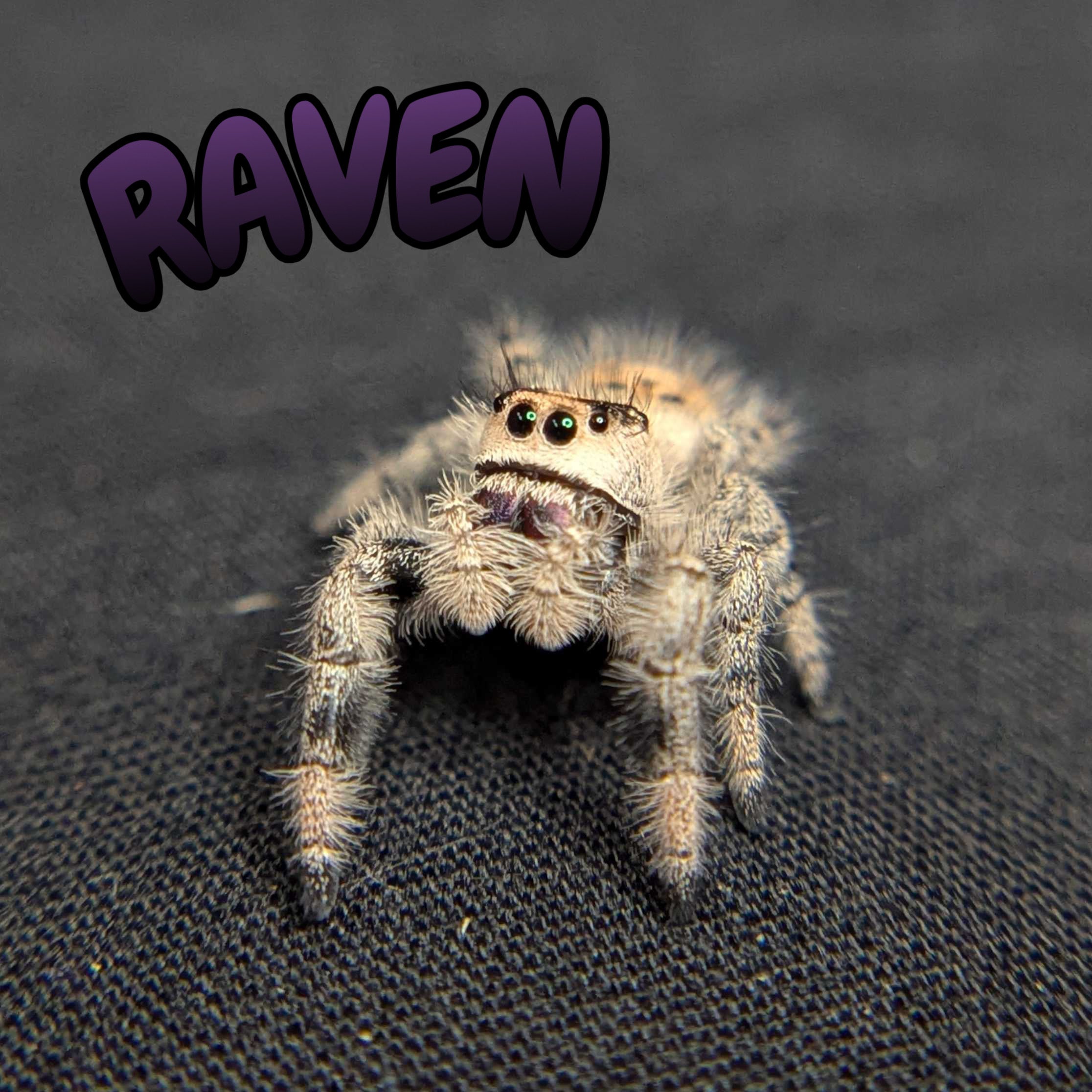 Regal Jumping Spider "Raven"