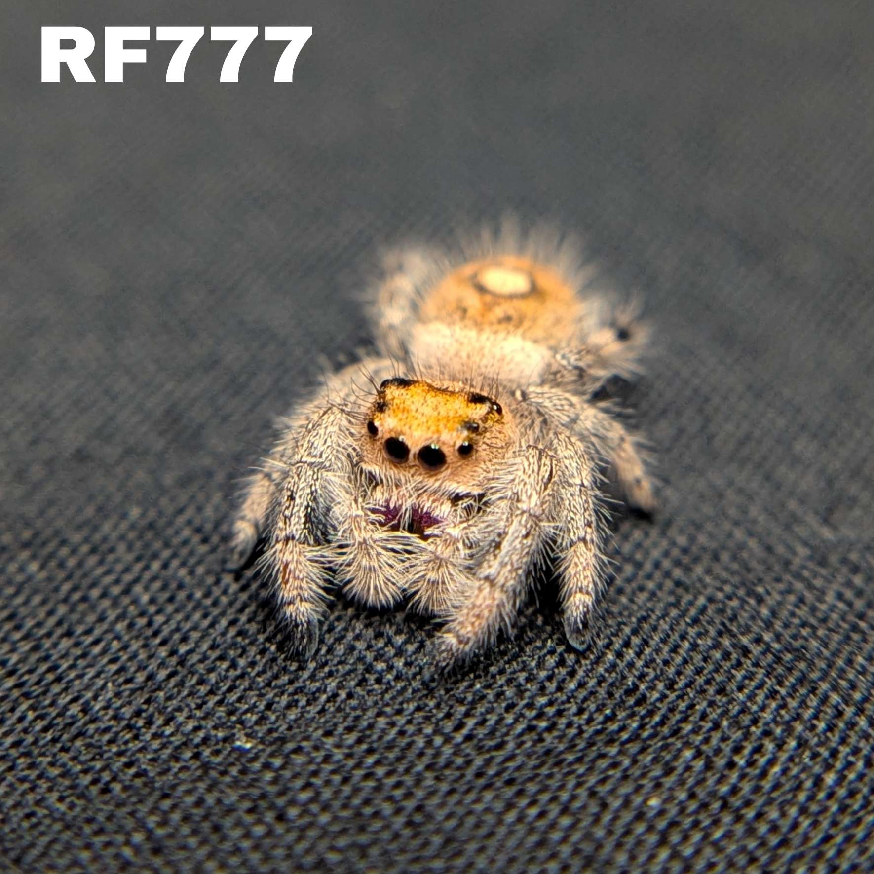 Regal Jumping Spider "Golden"