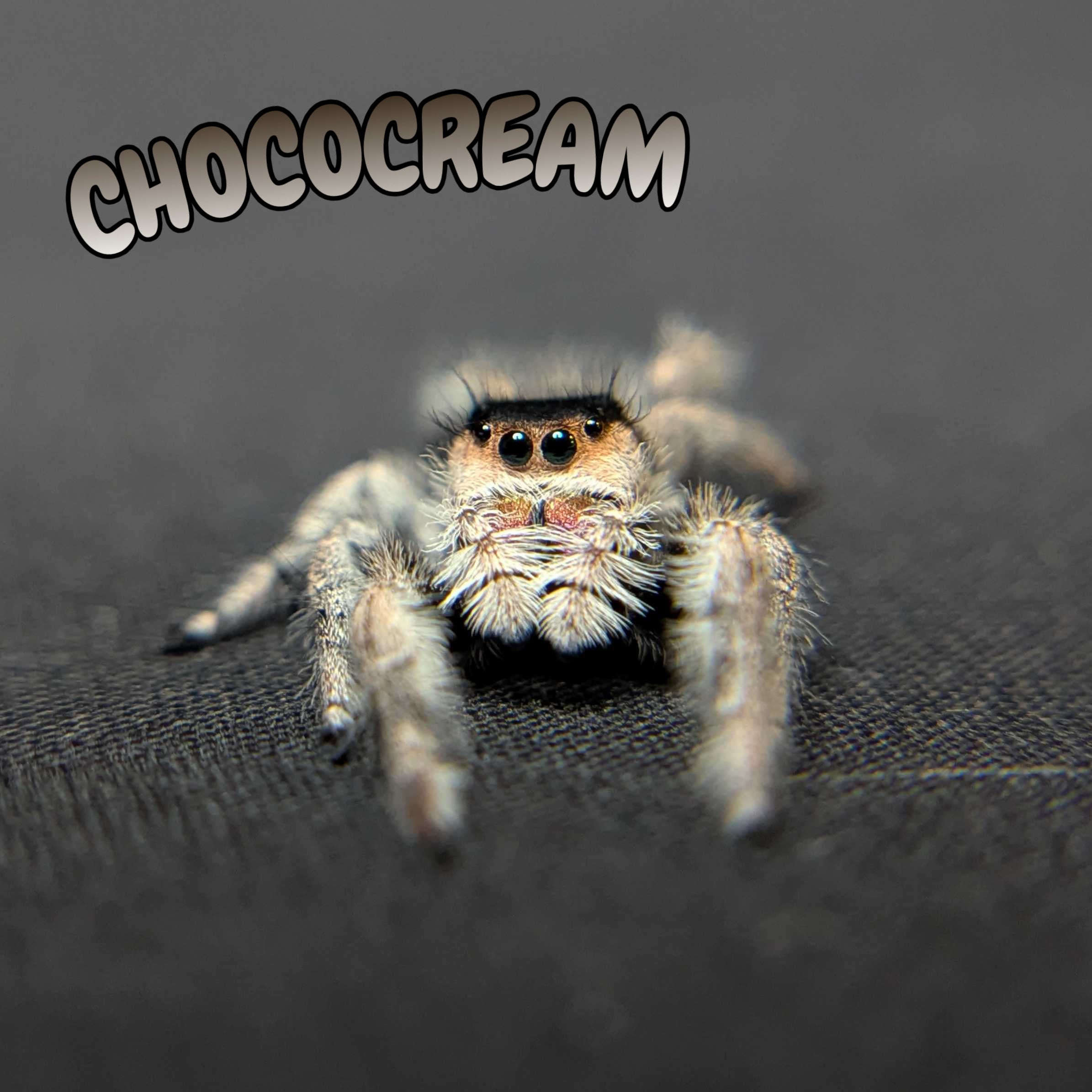 Regal Jumping Spider "Chococream"