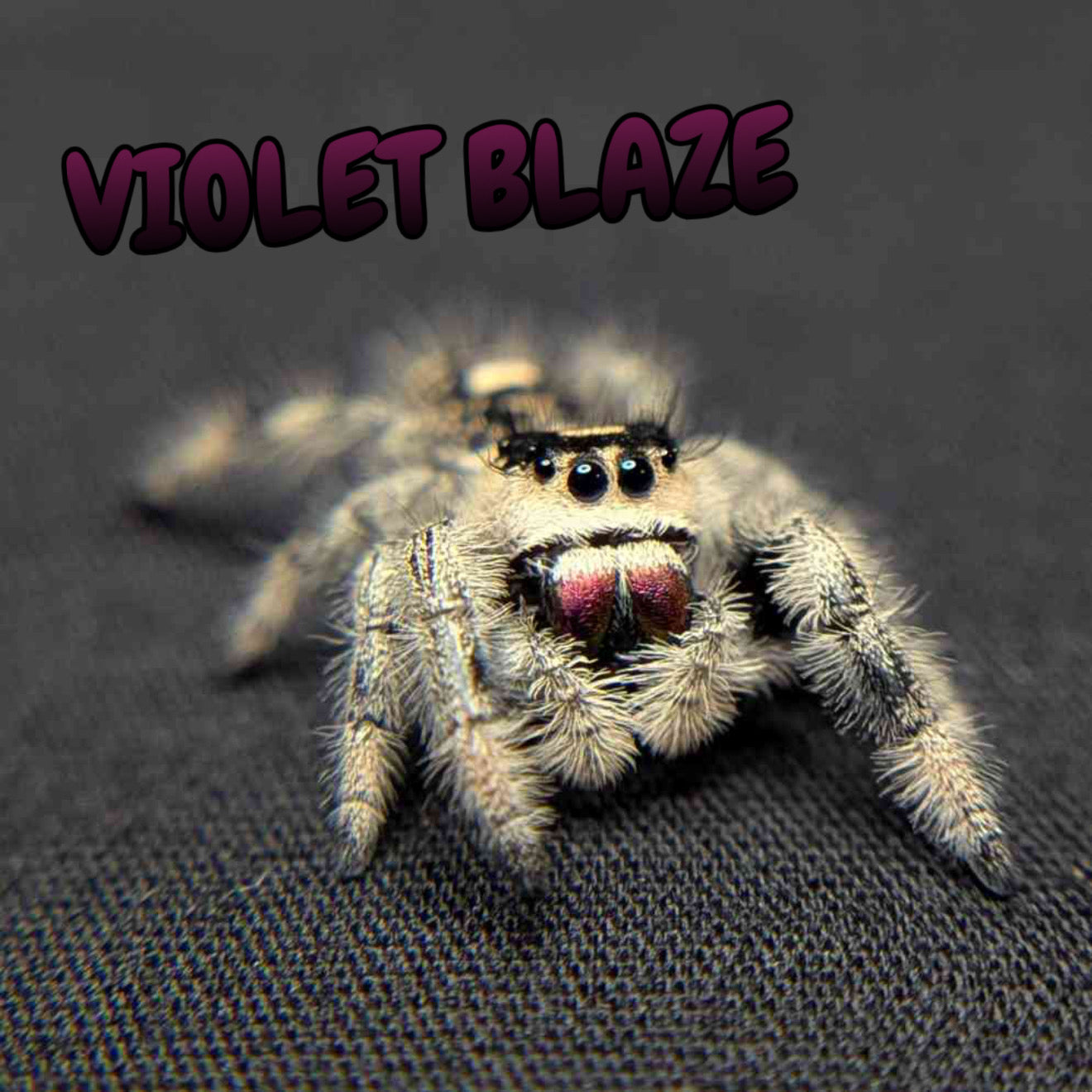 Regal Jumping Spider "Violet Blaze"