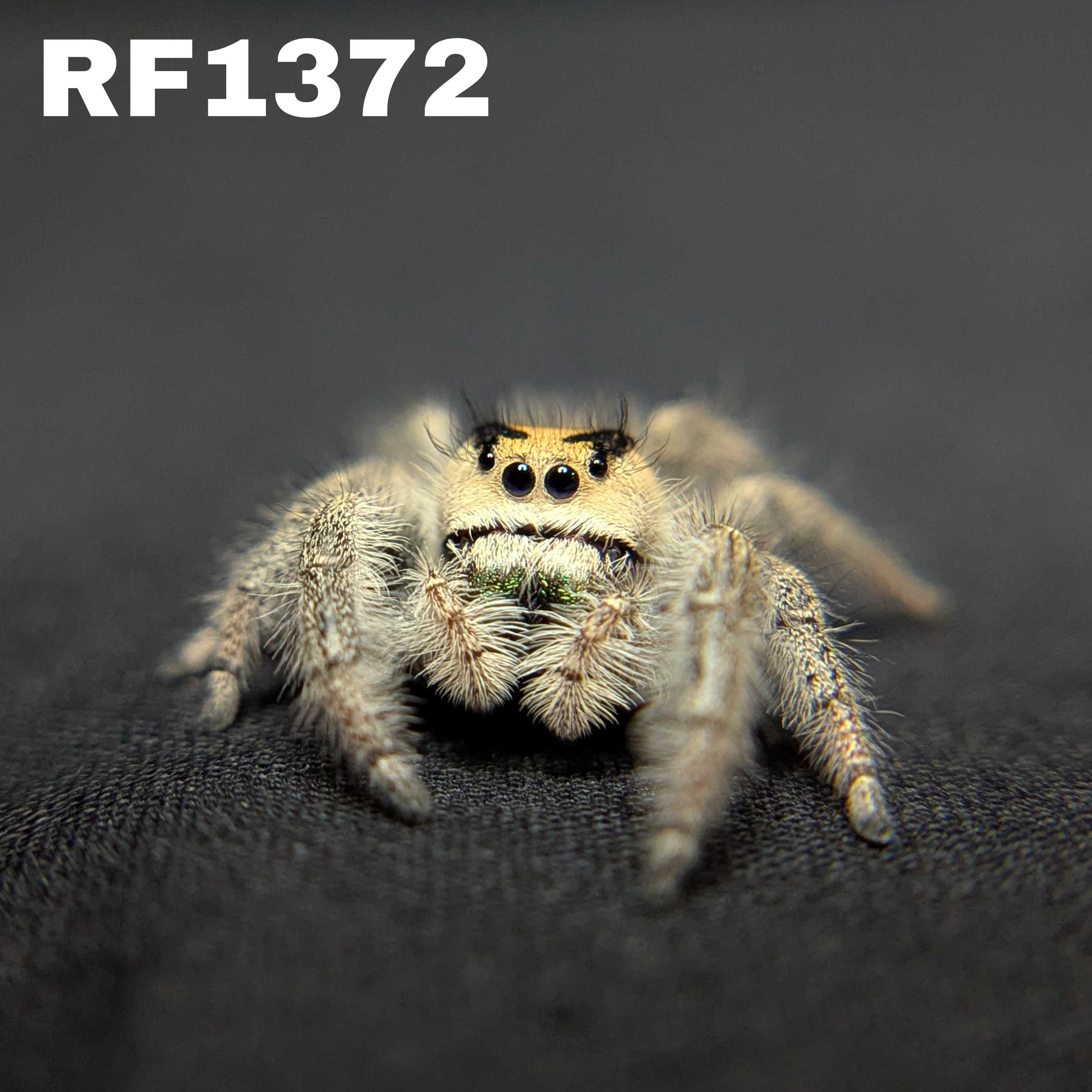 Regal Jumping Spider “Palmetto”