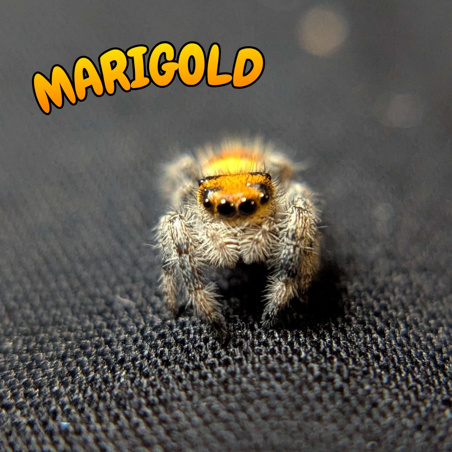 Regal Jumping Spider “Marigold”