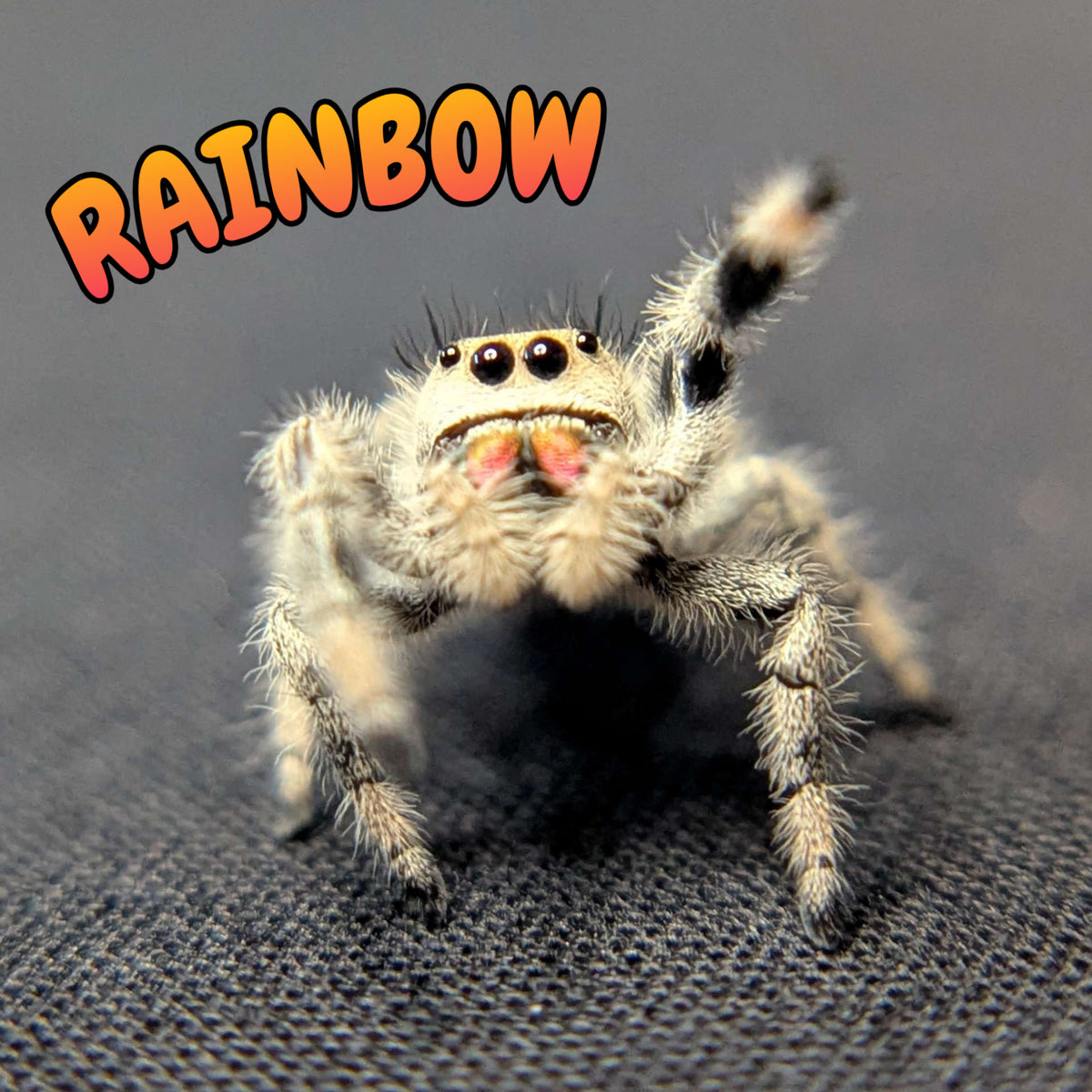 Regal Jumping Spider "Rainbow"