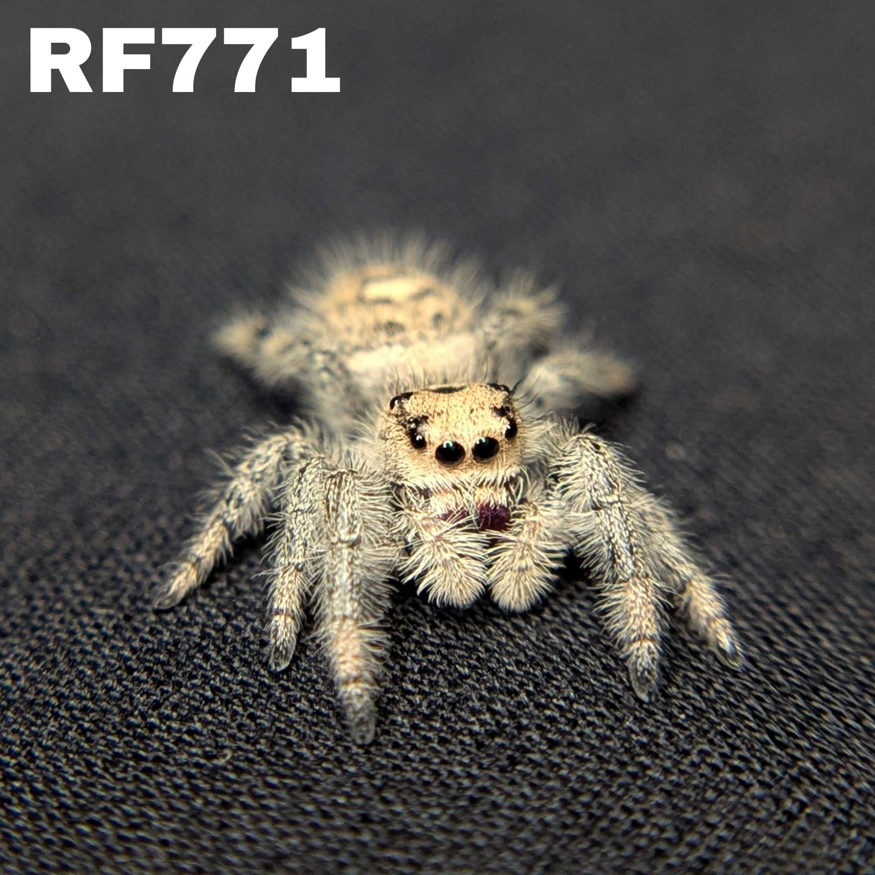Regal Jumping Spider "Vanilla"