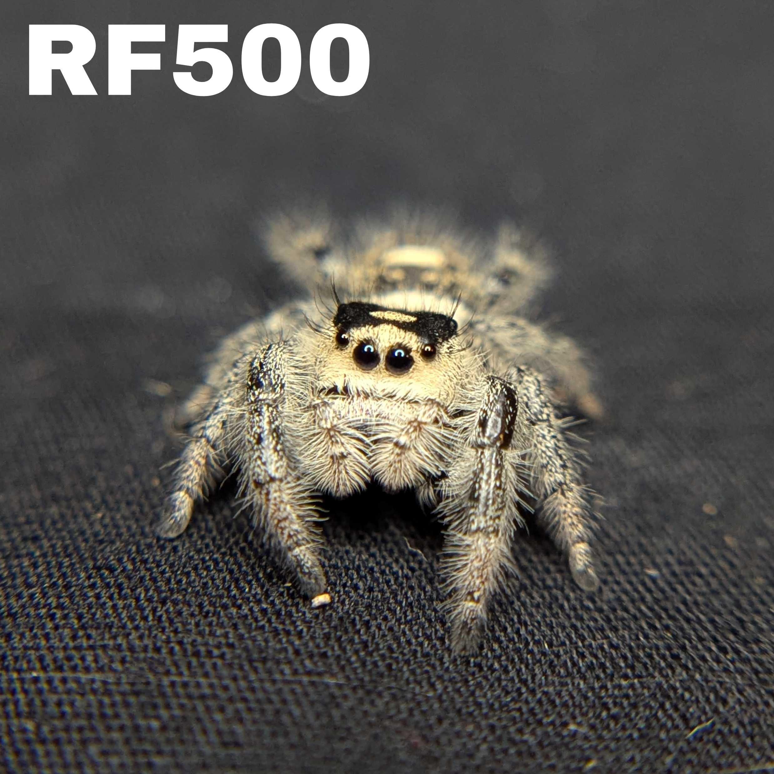 Regal Jumping Spider "Clover"