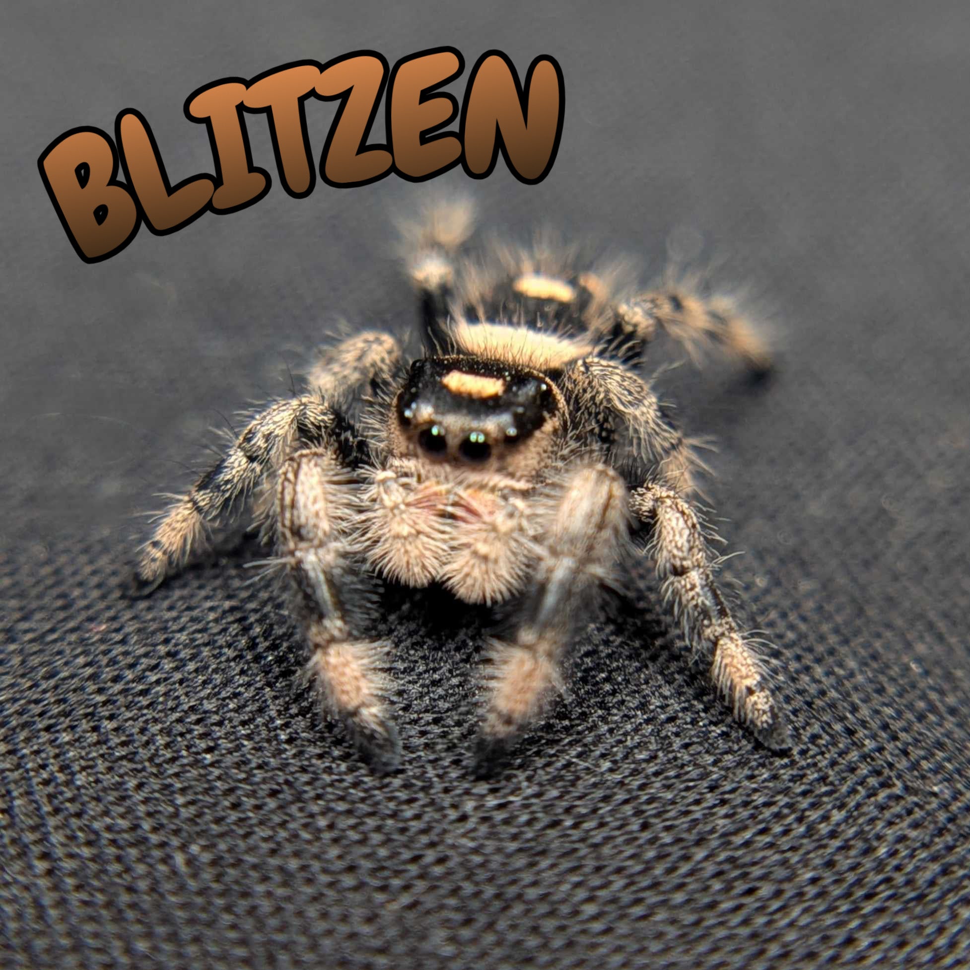 Regal Jumping Spider “Blitzen”
