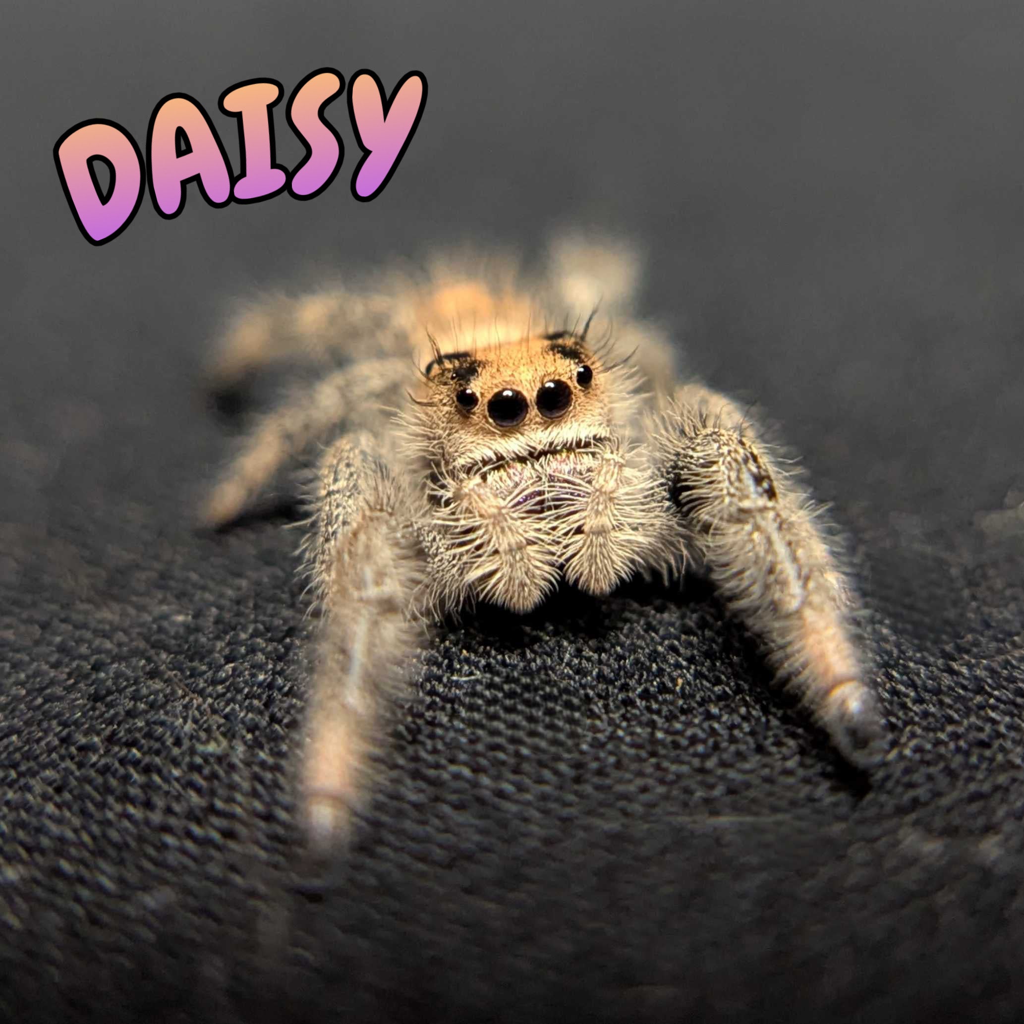 Regal Jumping Spider "Daisy"