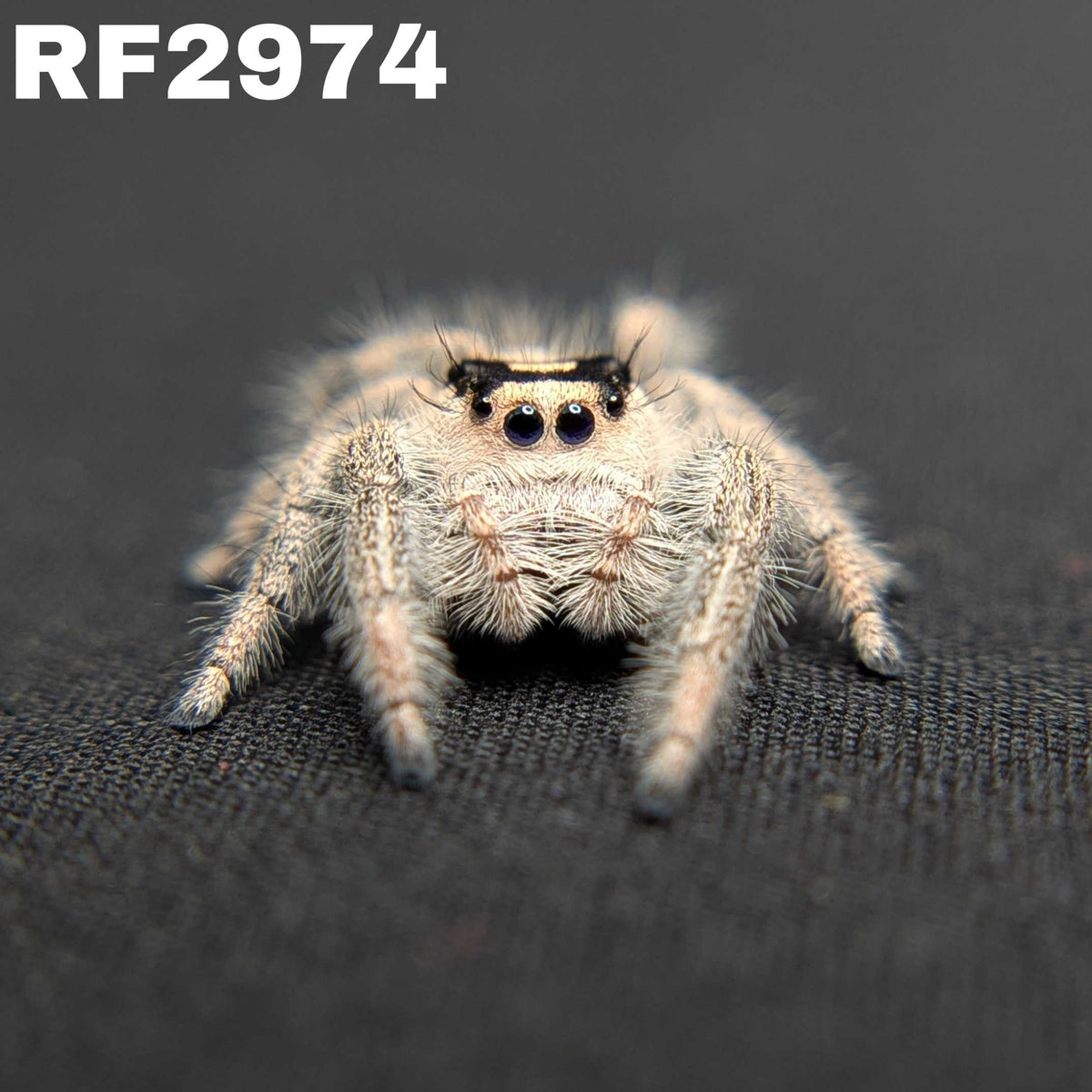 Regal Jumping Spider “Bonnie”