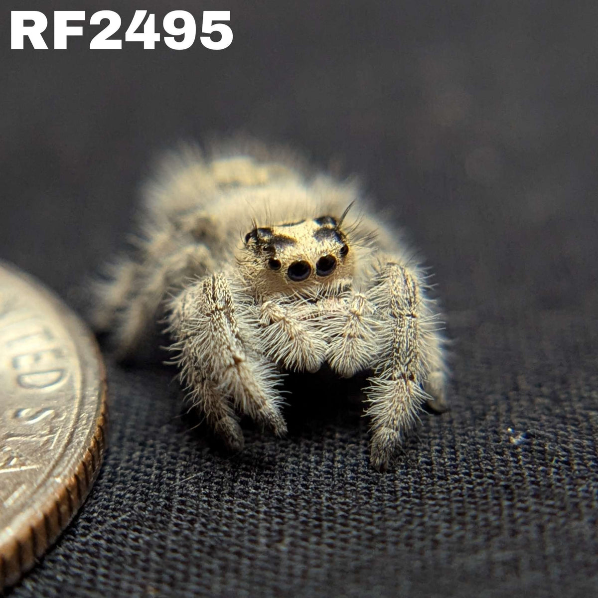 Regal Jumping Spider "North"