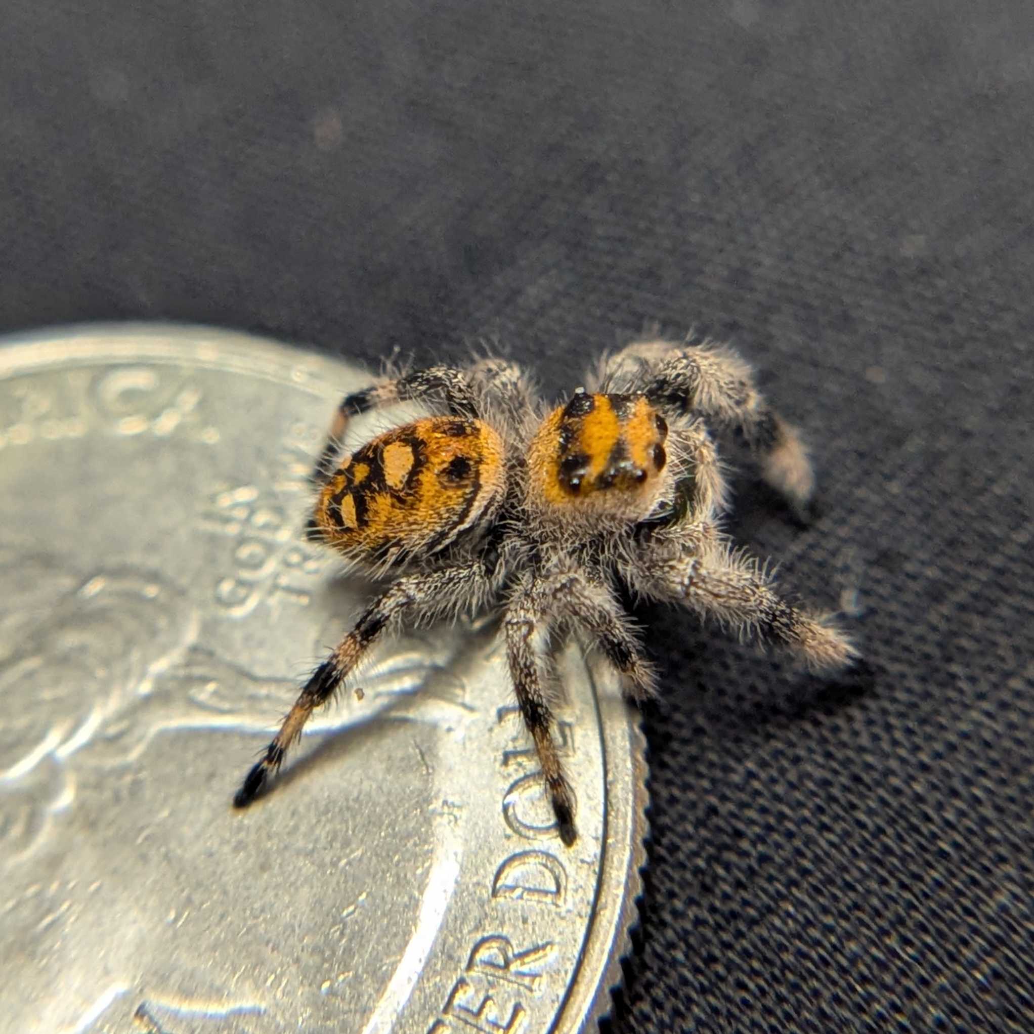 Regal Jumping Spider "Sunflower"