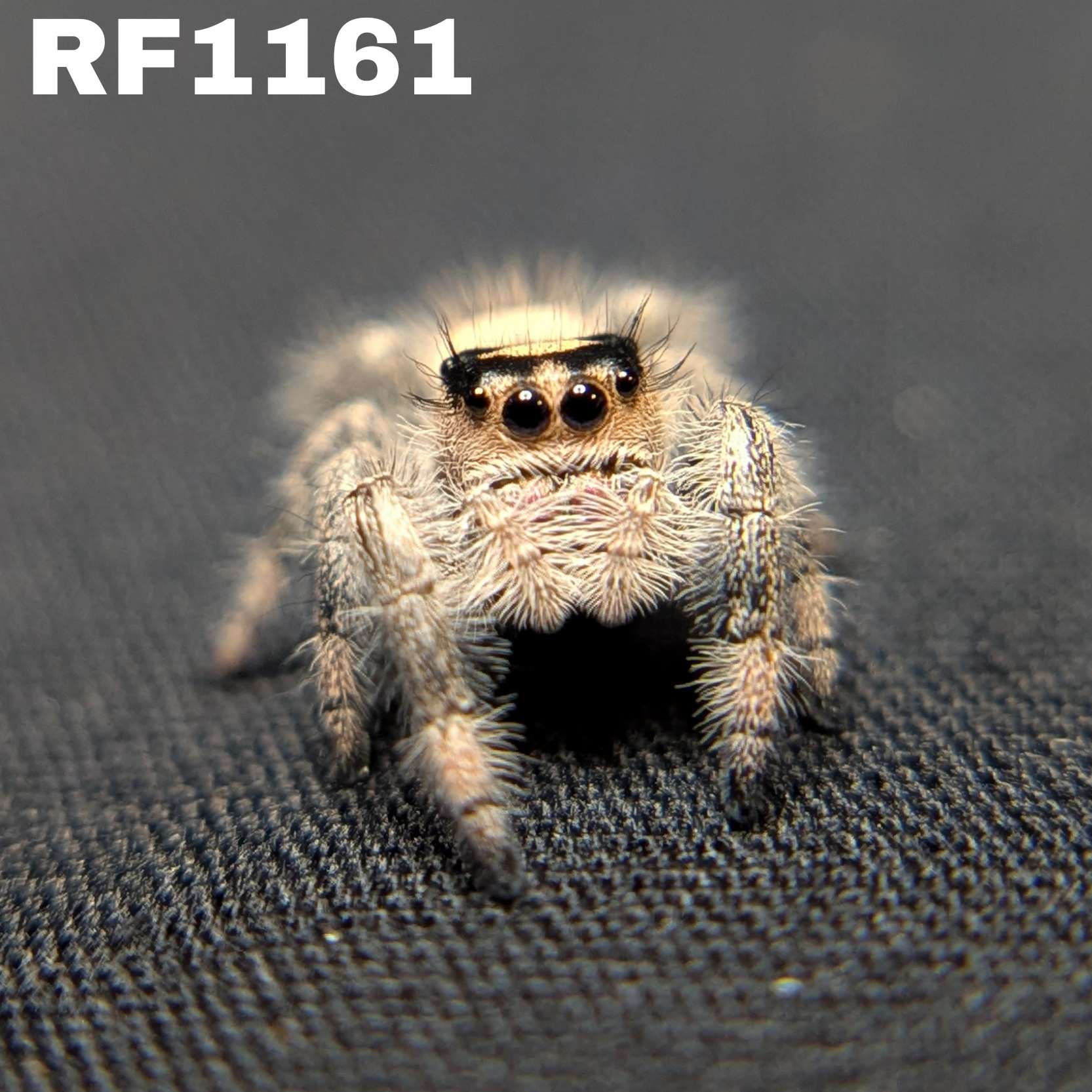 Regal Jumping Spider "North"