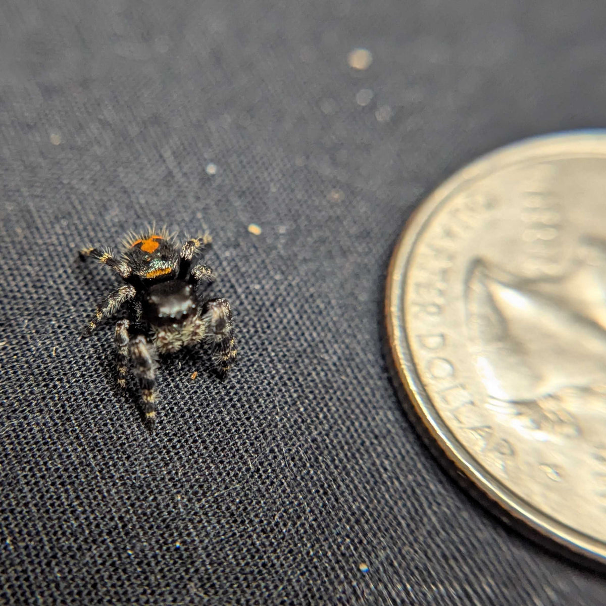 Audax Jumping Spider "Odin"