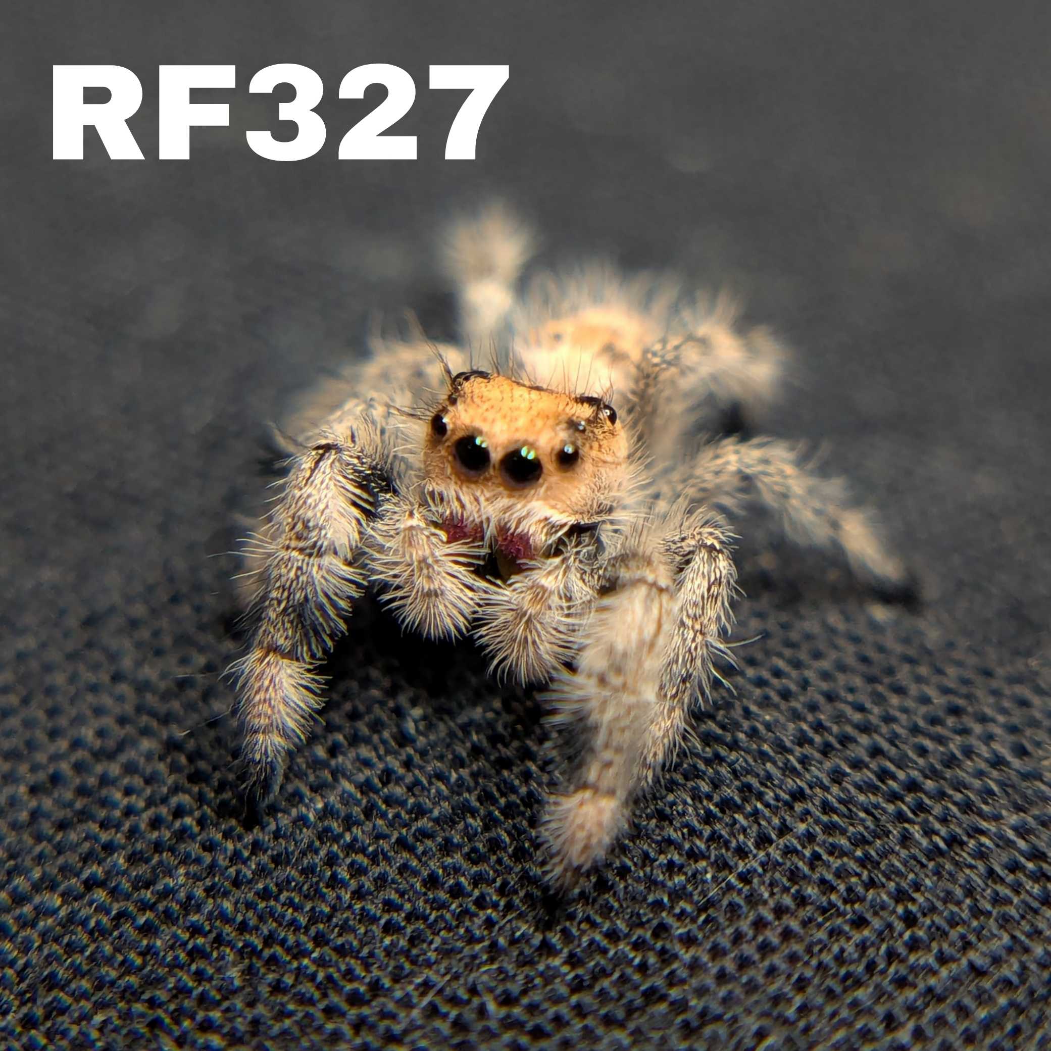 Regal Jumping Spider “Sangria”