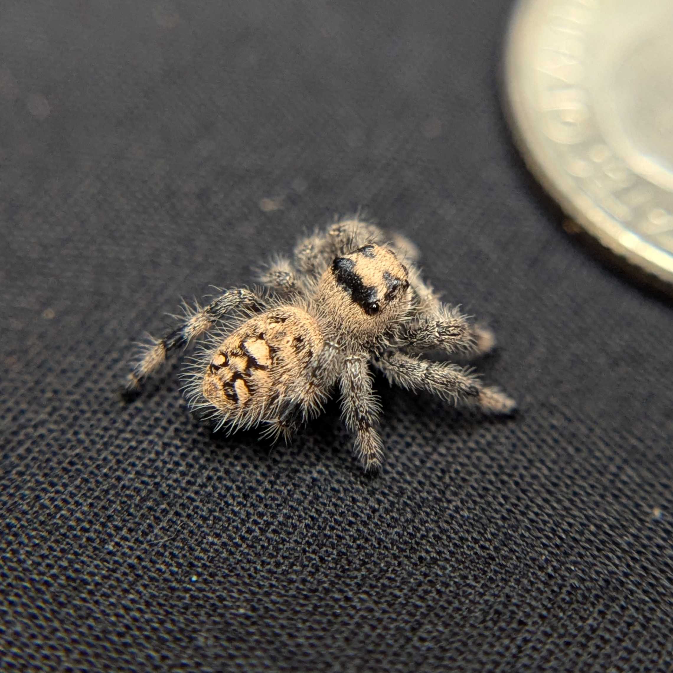 Regal Jumping Spider "Spell"