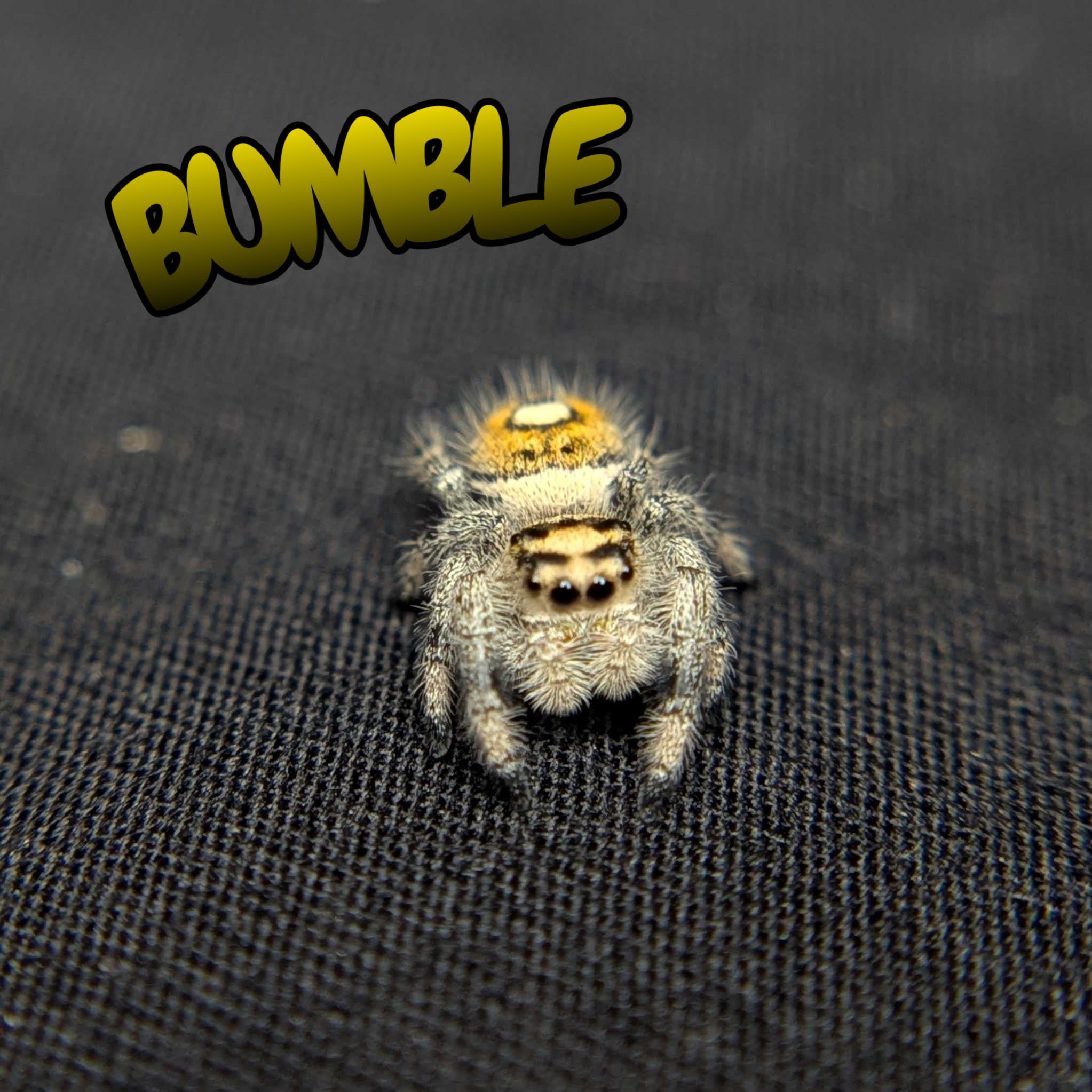 Regal Jumping Spider "Bumble"