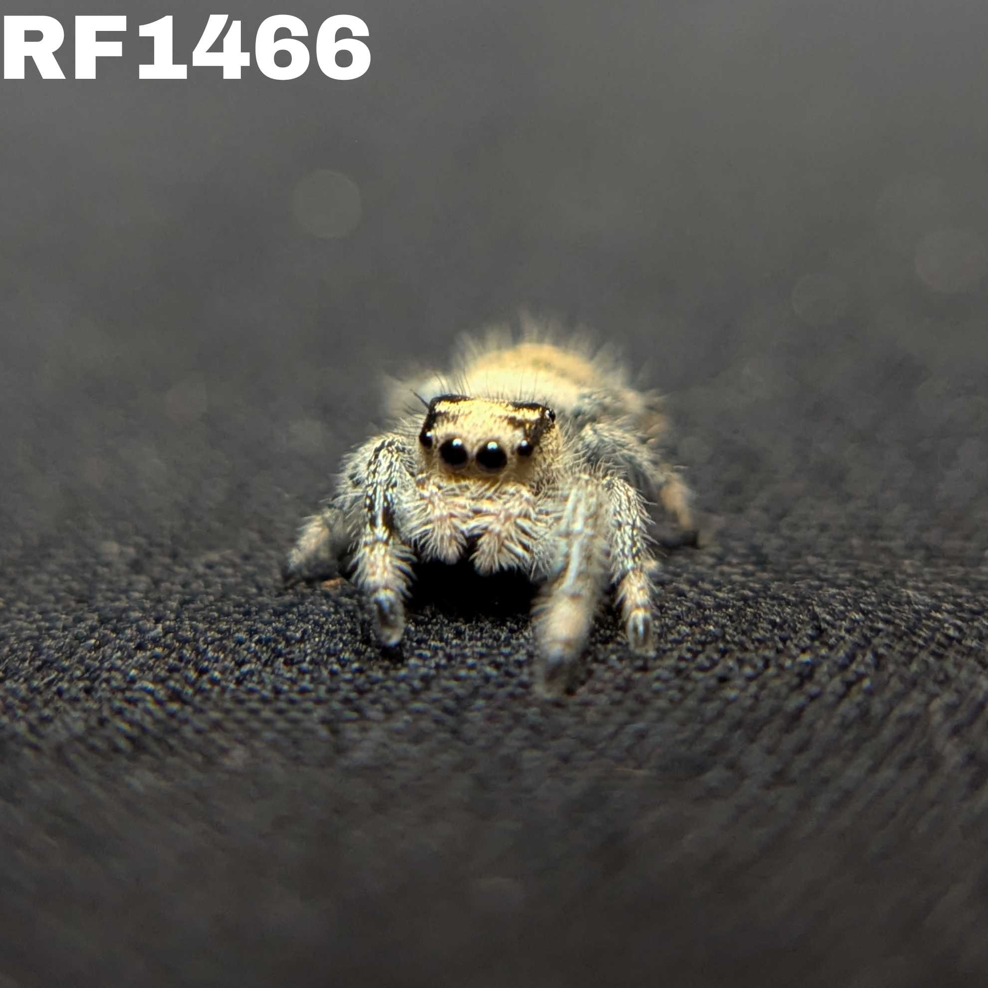 Regal Jumping Spider "Pixie"
