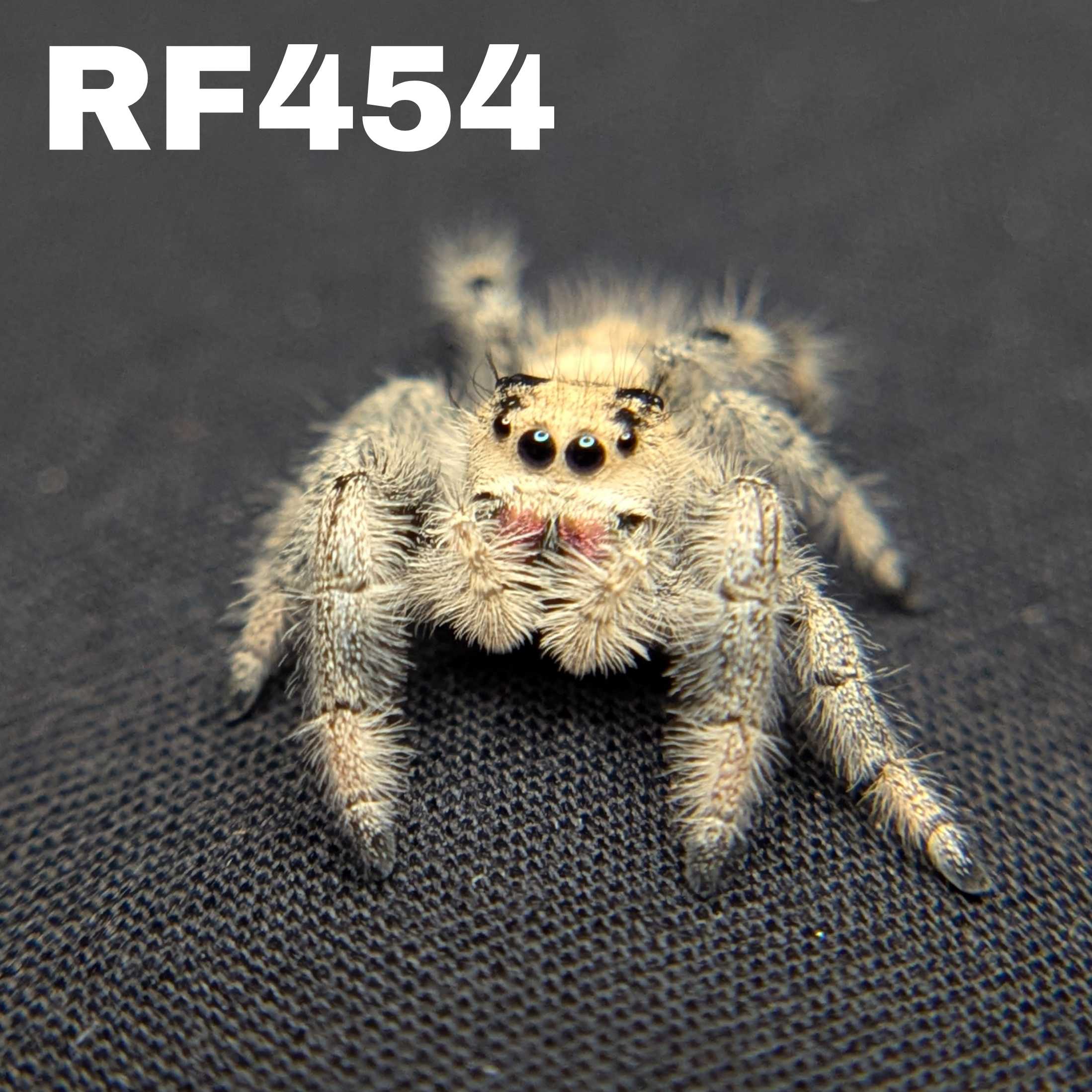 Regal Jumping Spider "Cake"