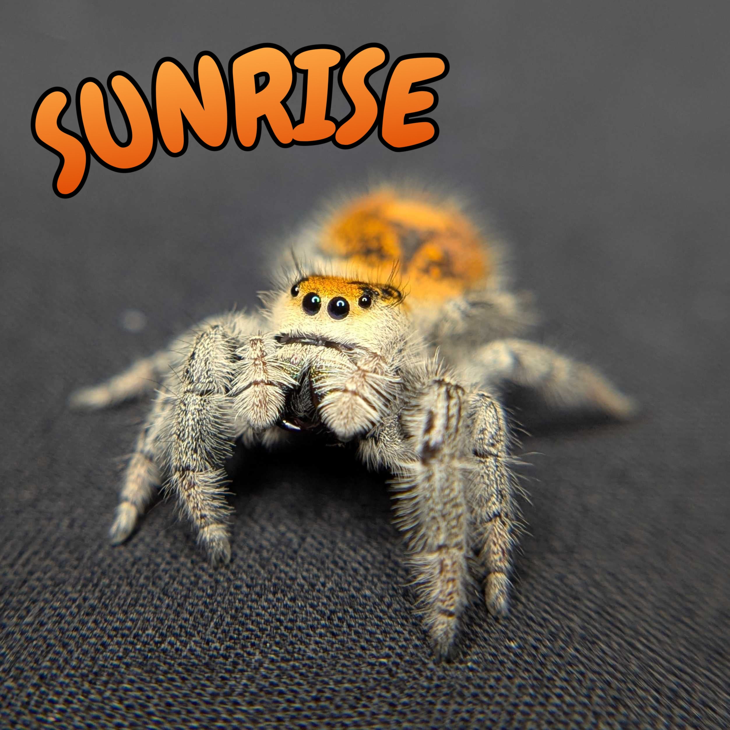 Regal Jumping Spider "Sunrise"