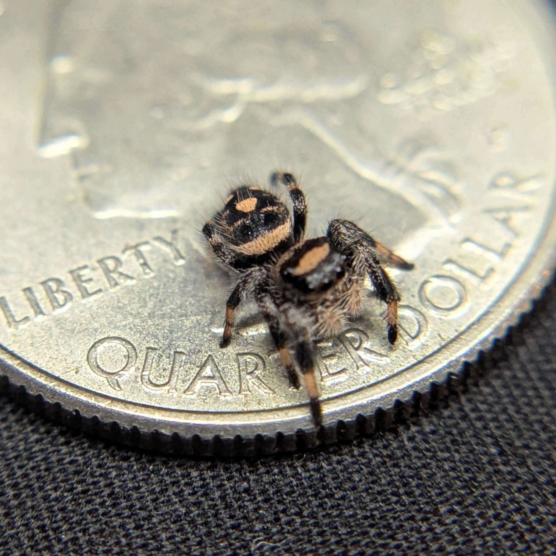 Regal Jumping Spider "Gravy"