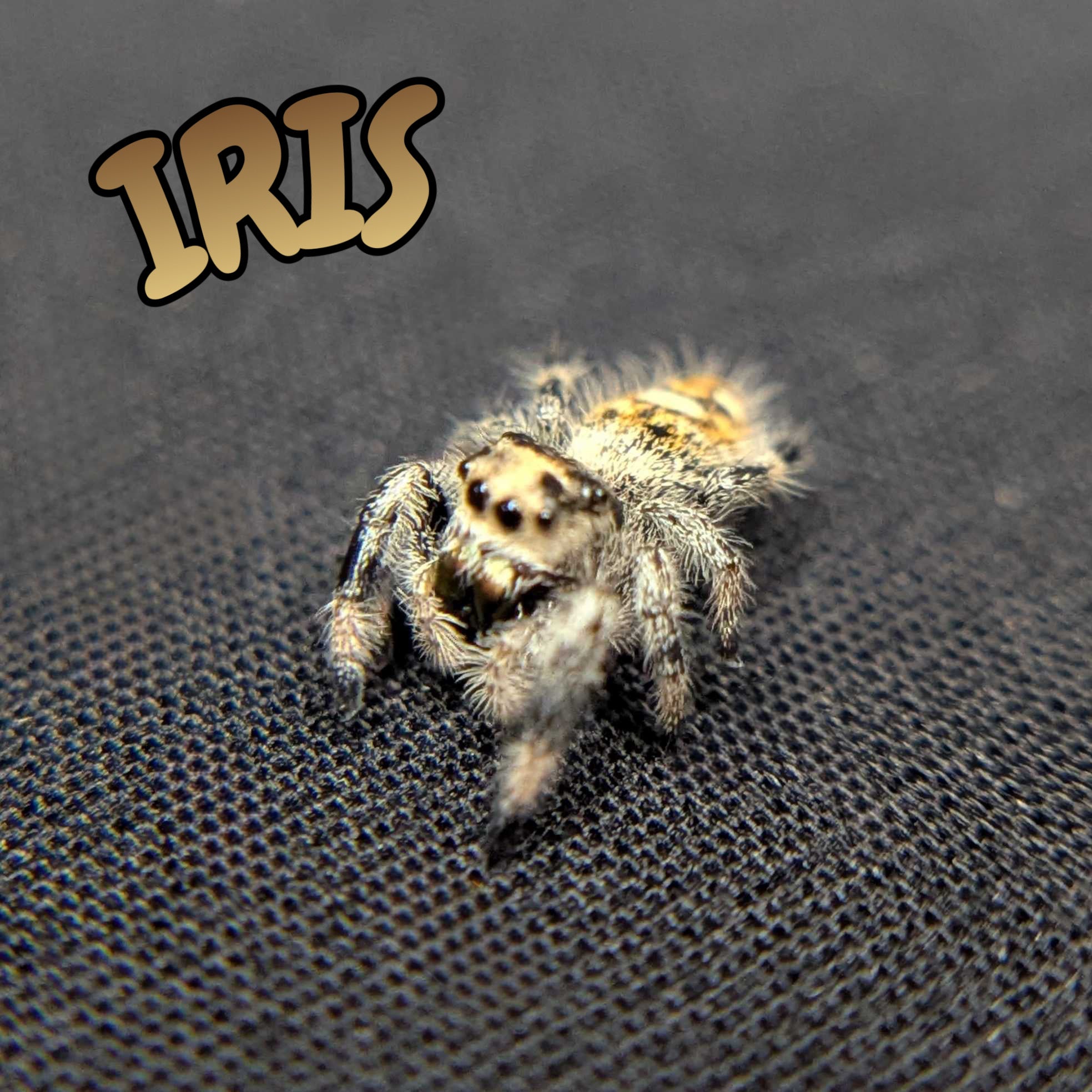 Regal Jumping Spider “Iris”