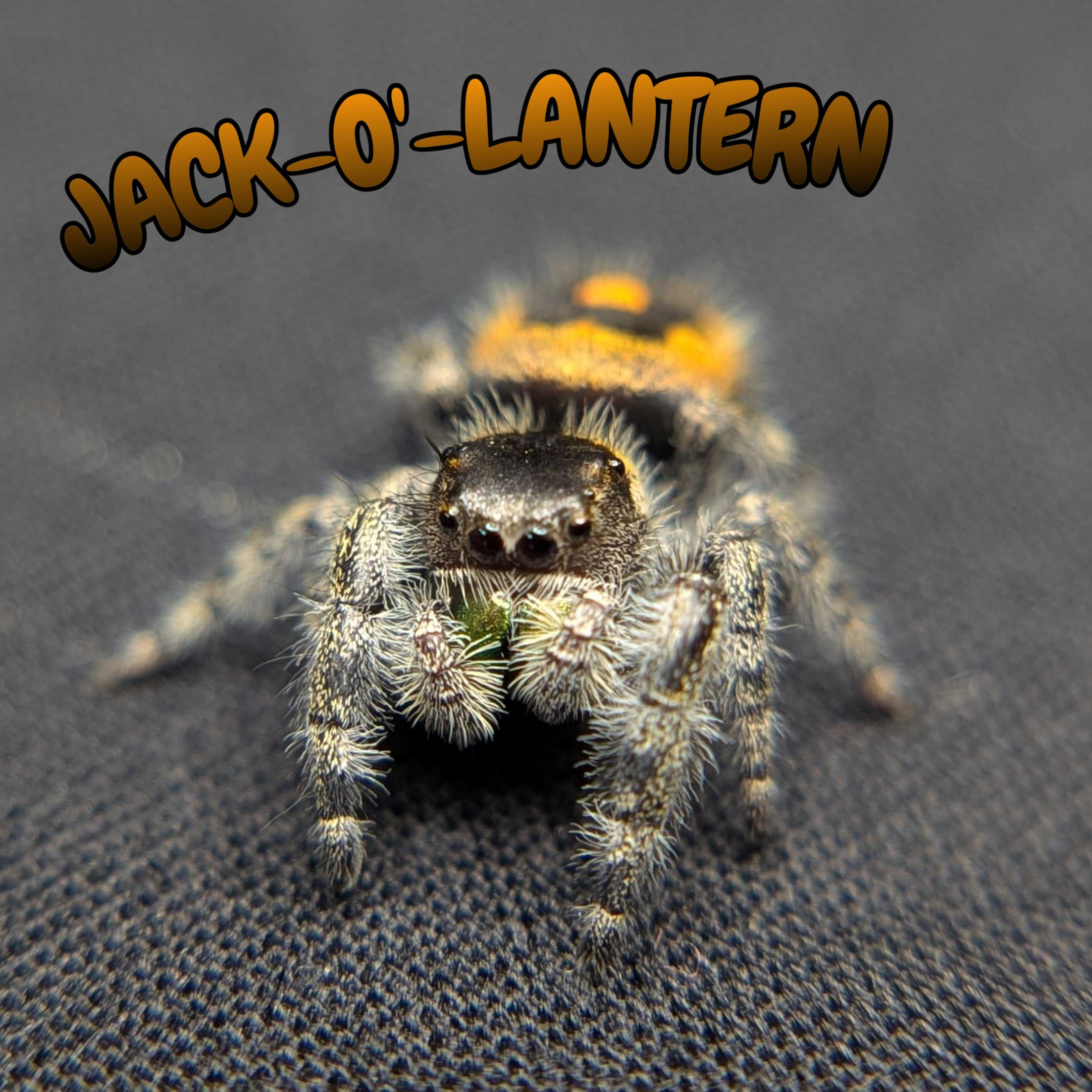 Audax Bryantae Jumping Spider “Jack-O’-Lantern”