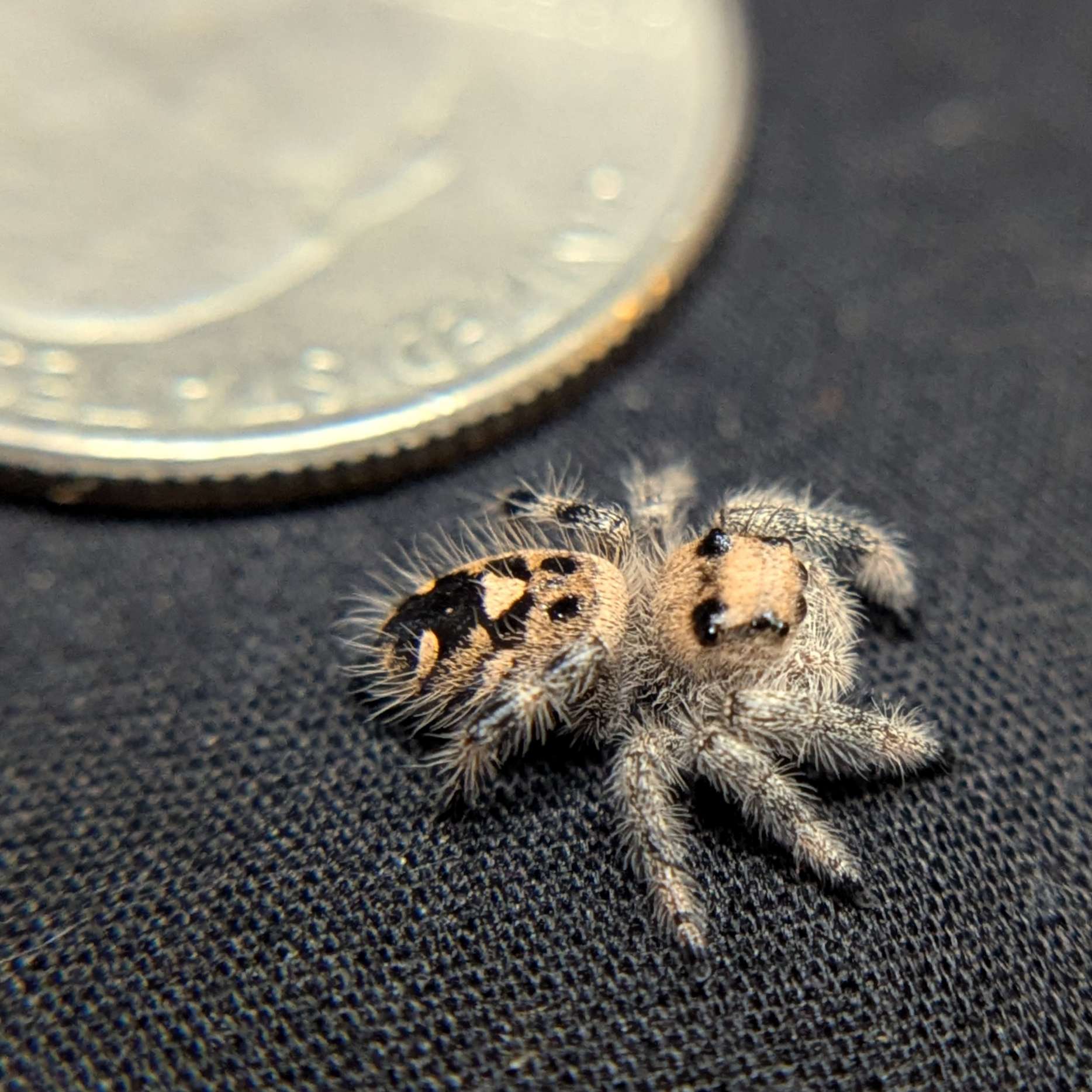 Regal Jumping Spider "Butter"