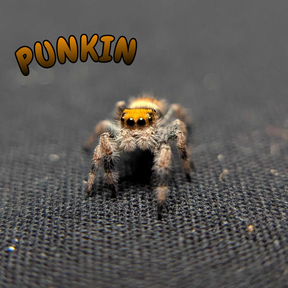 Regal Jumping Spider "Punkin"