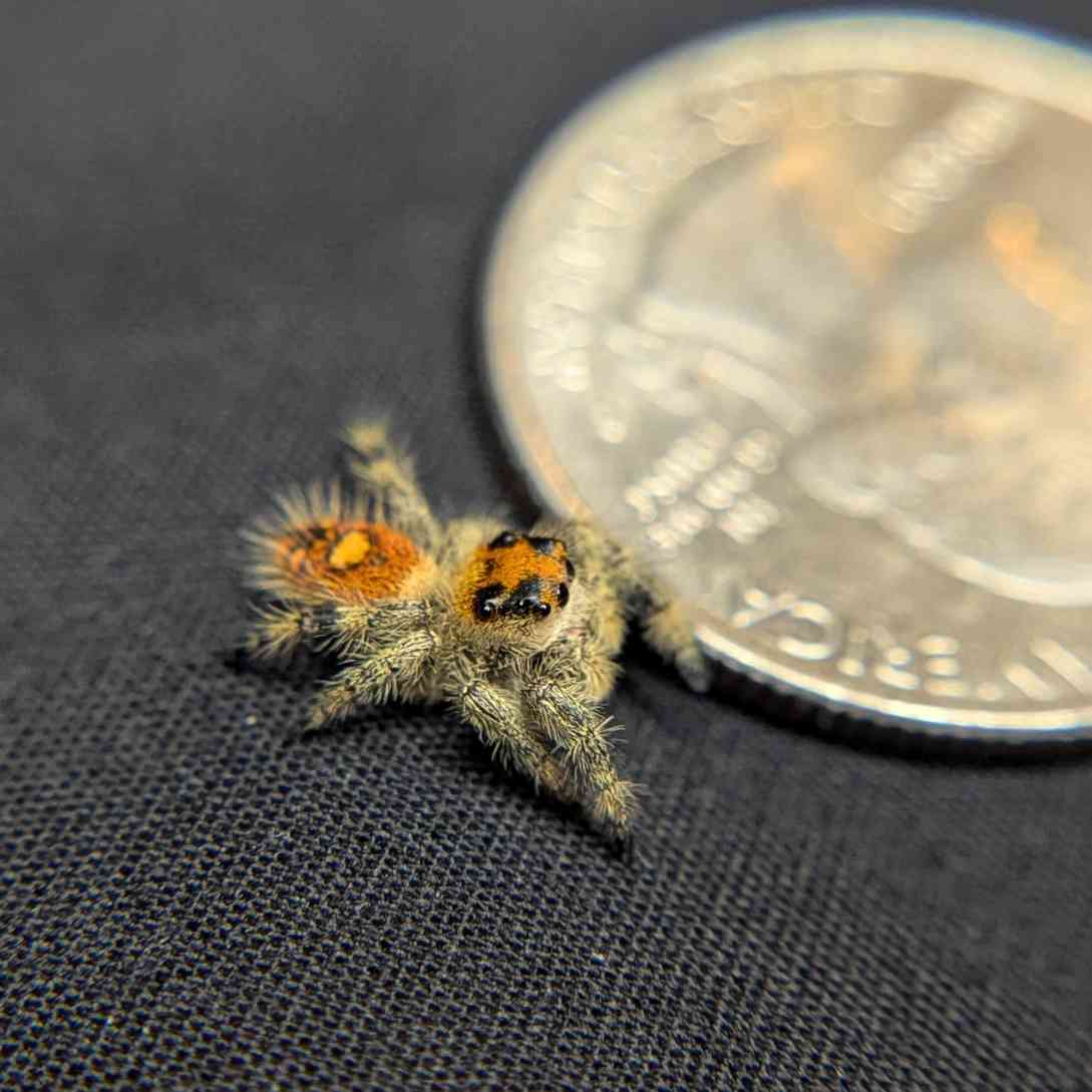 Regal Jumping Spider "Sunset"