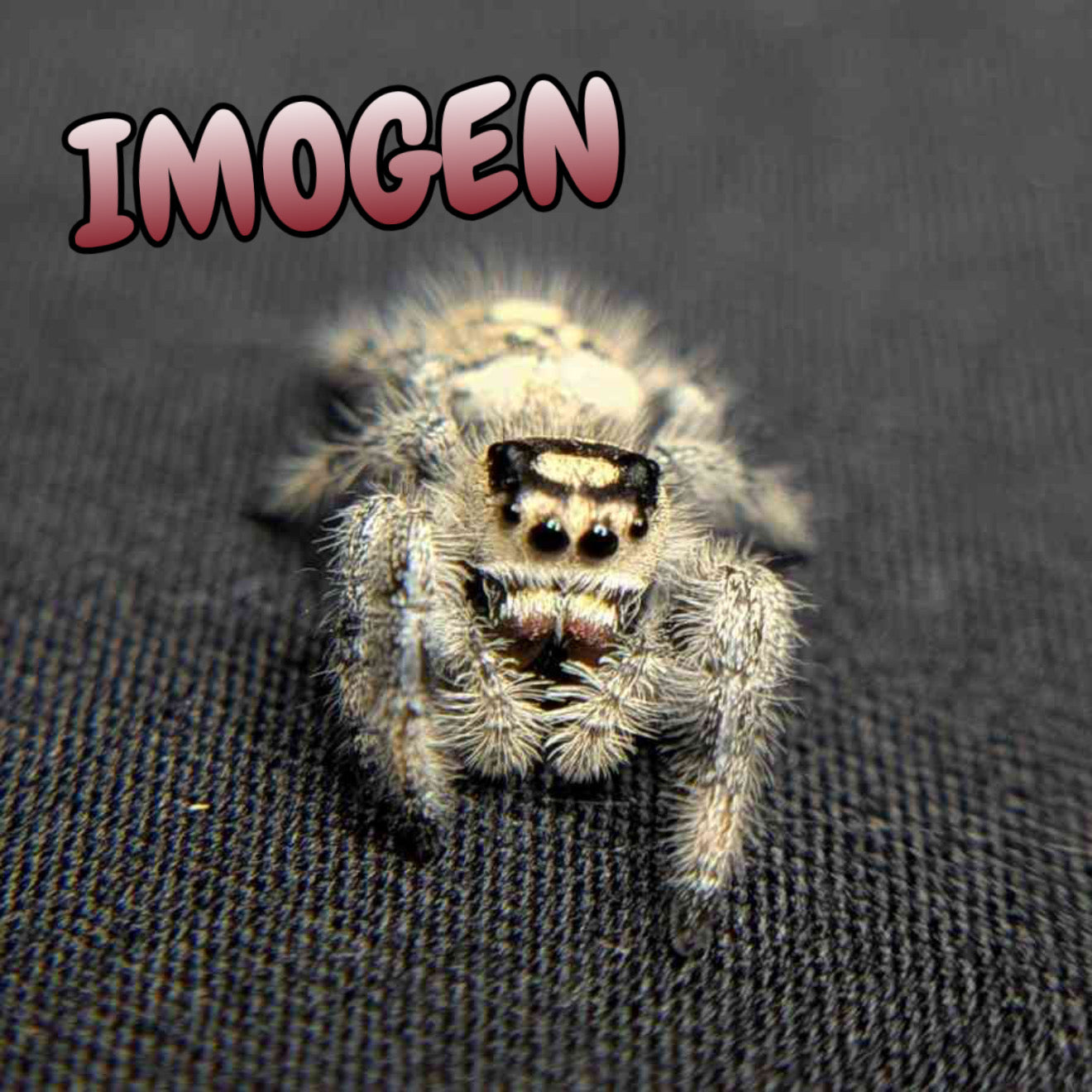 Regal Jumping Spider "Imogen"