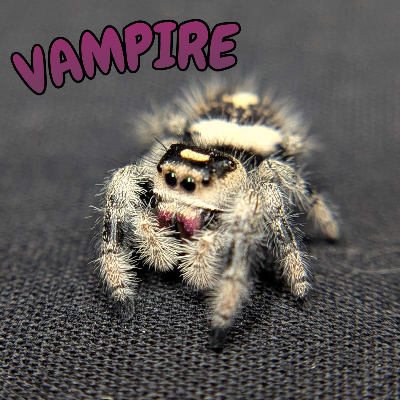 Regal Jumping Spider "Vampire"