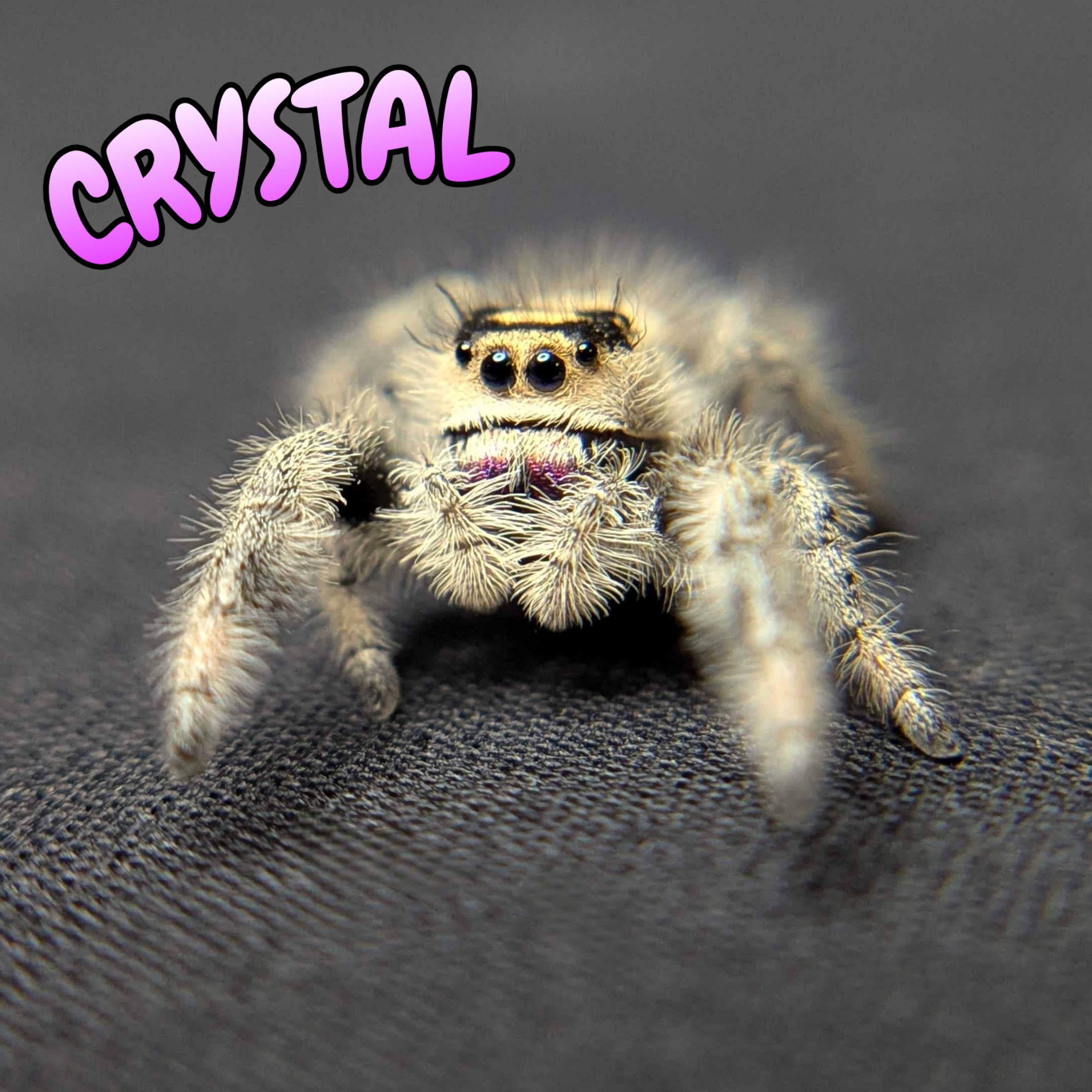 Regal Jumping Spider "Crystal”