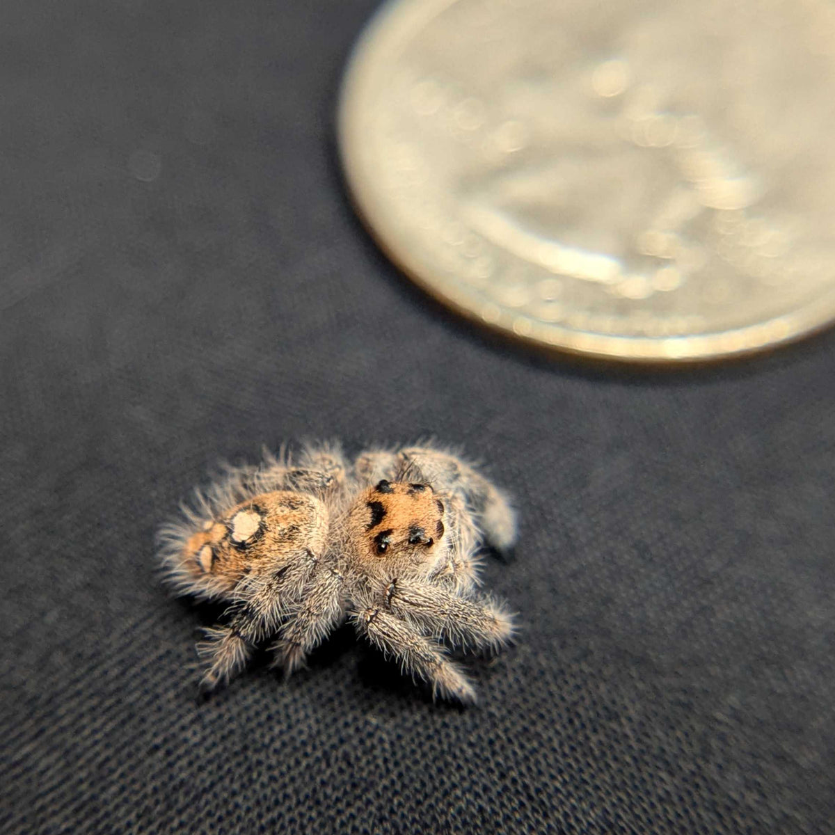Regal Jumping Spider "Sprinkle"