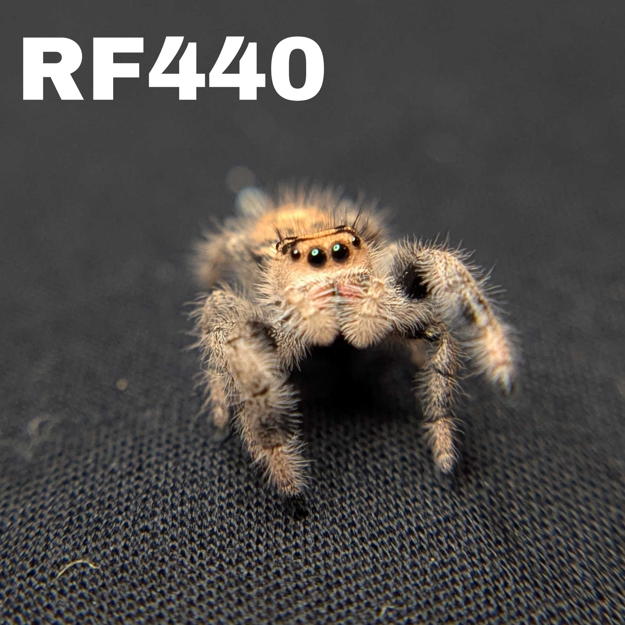 Regal Jumping Spider "Matilda"