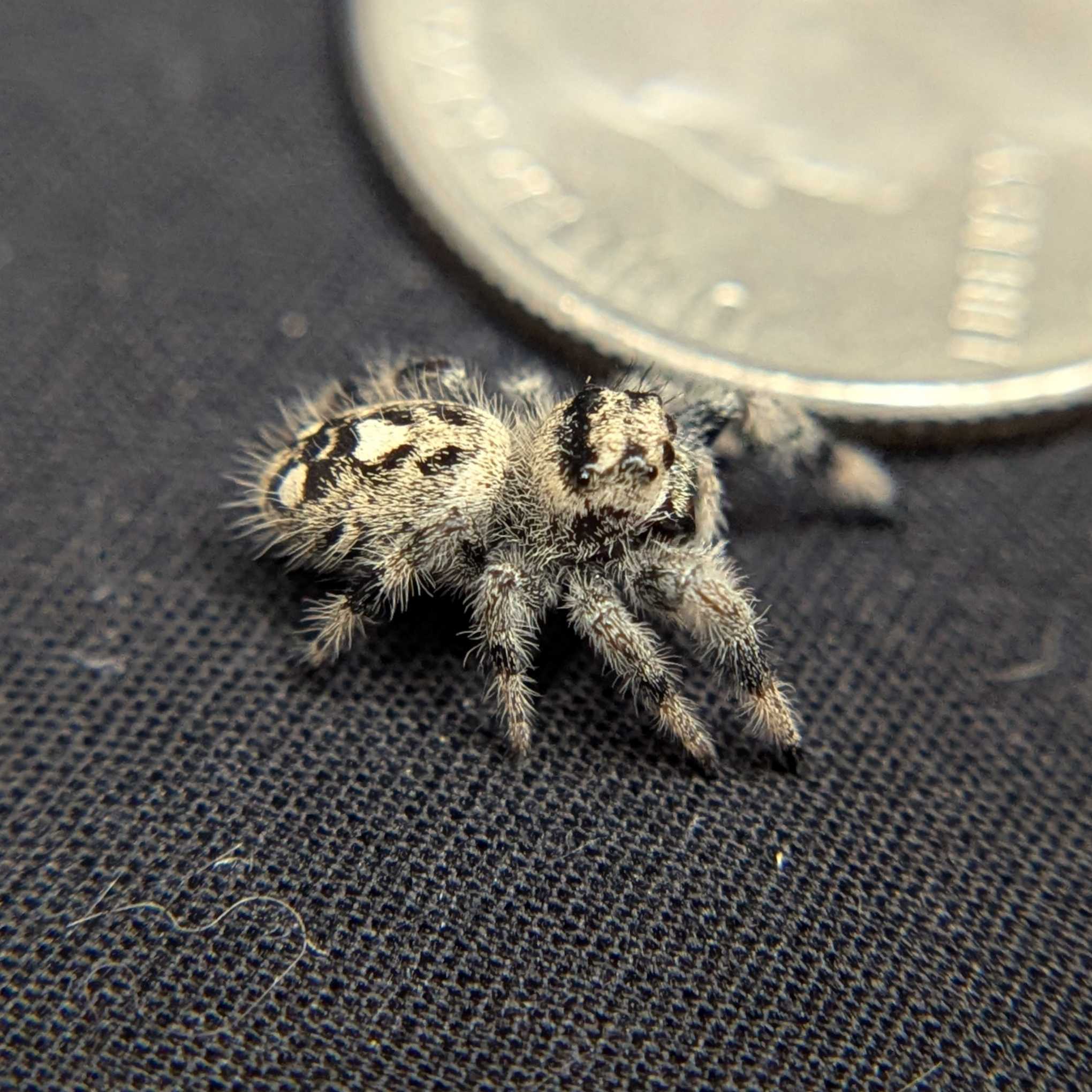 Regal Jumping Spider "Confetti"