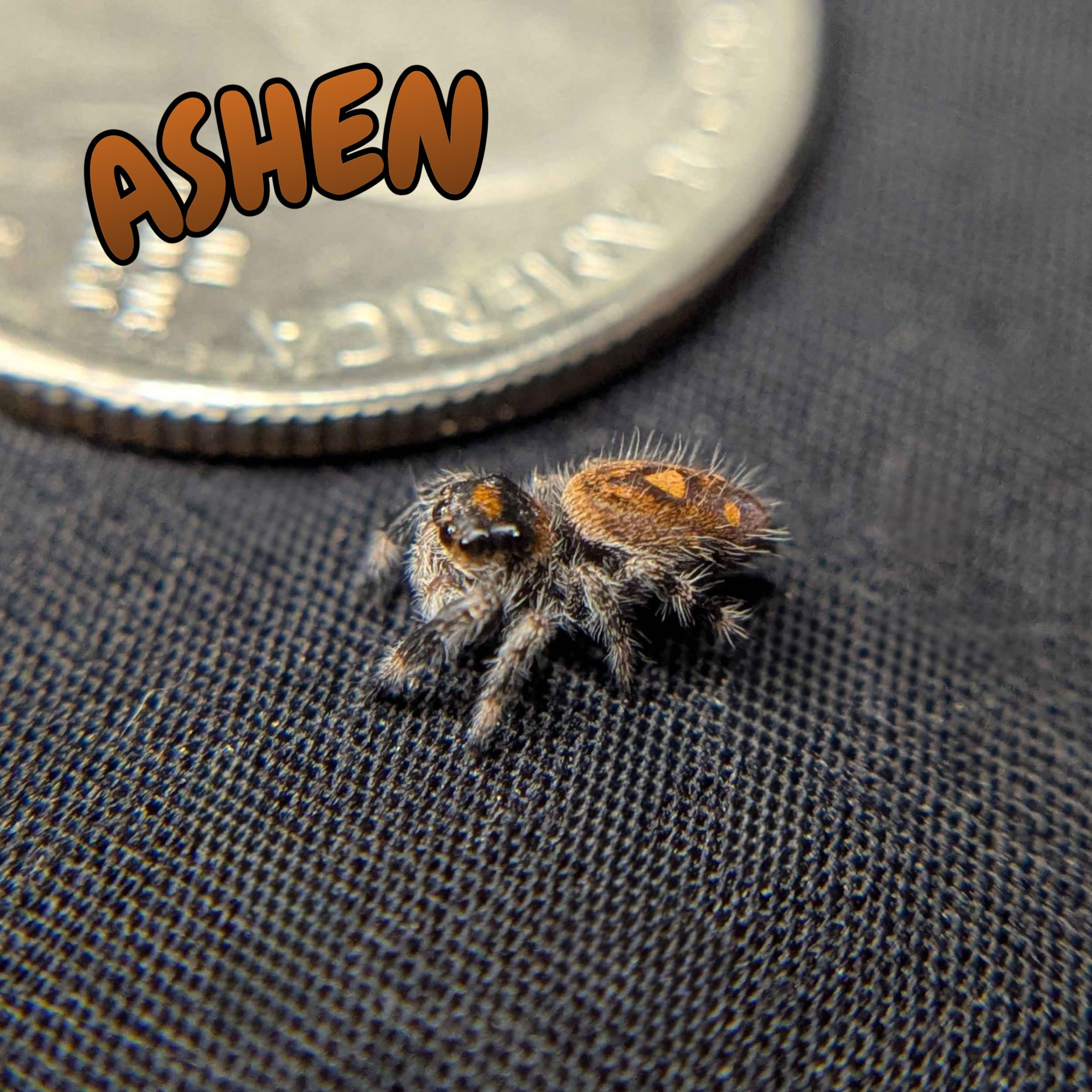 Female Regal Jumping Spider Ashen