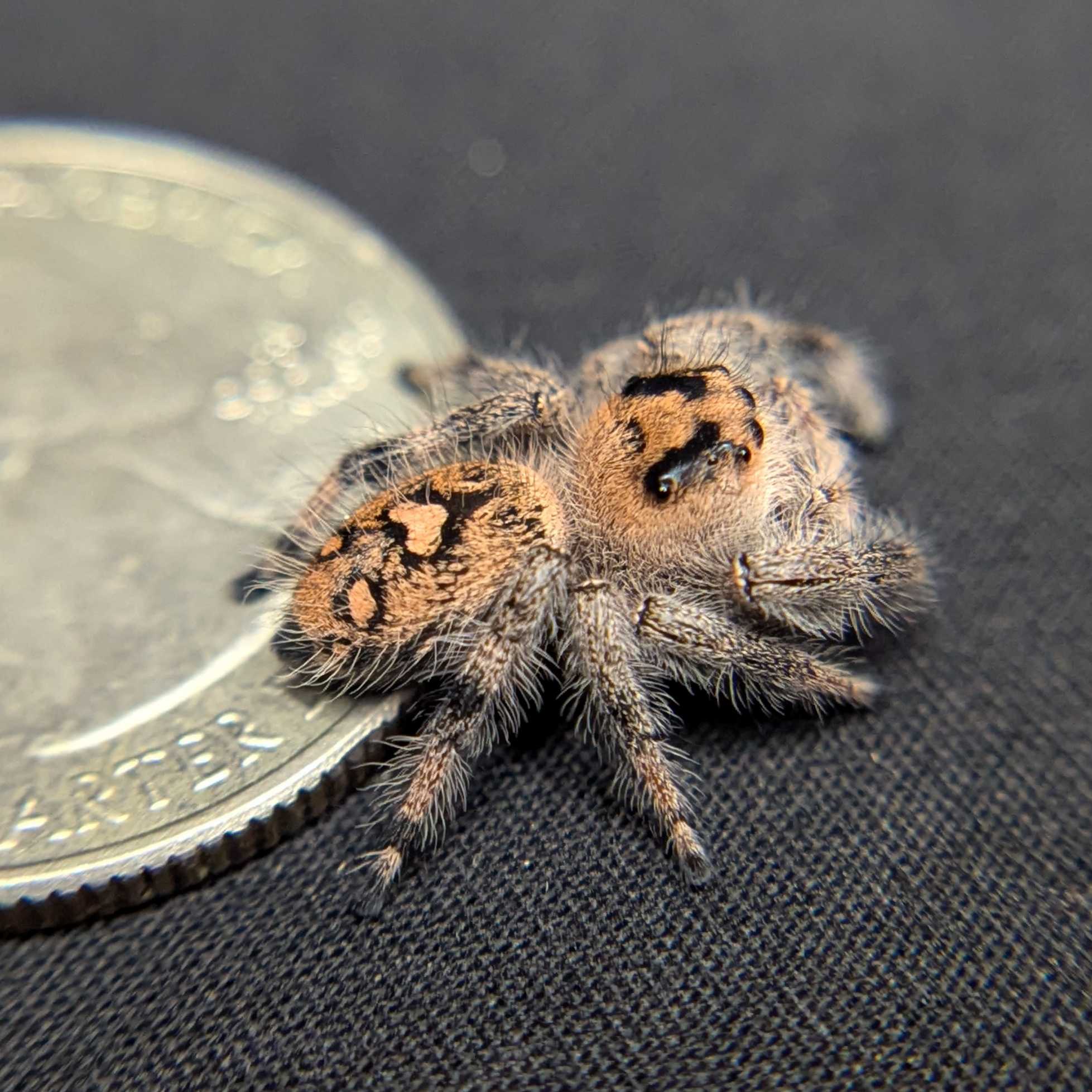 Regal Jumping Spider "Manzana"