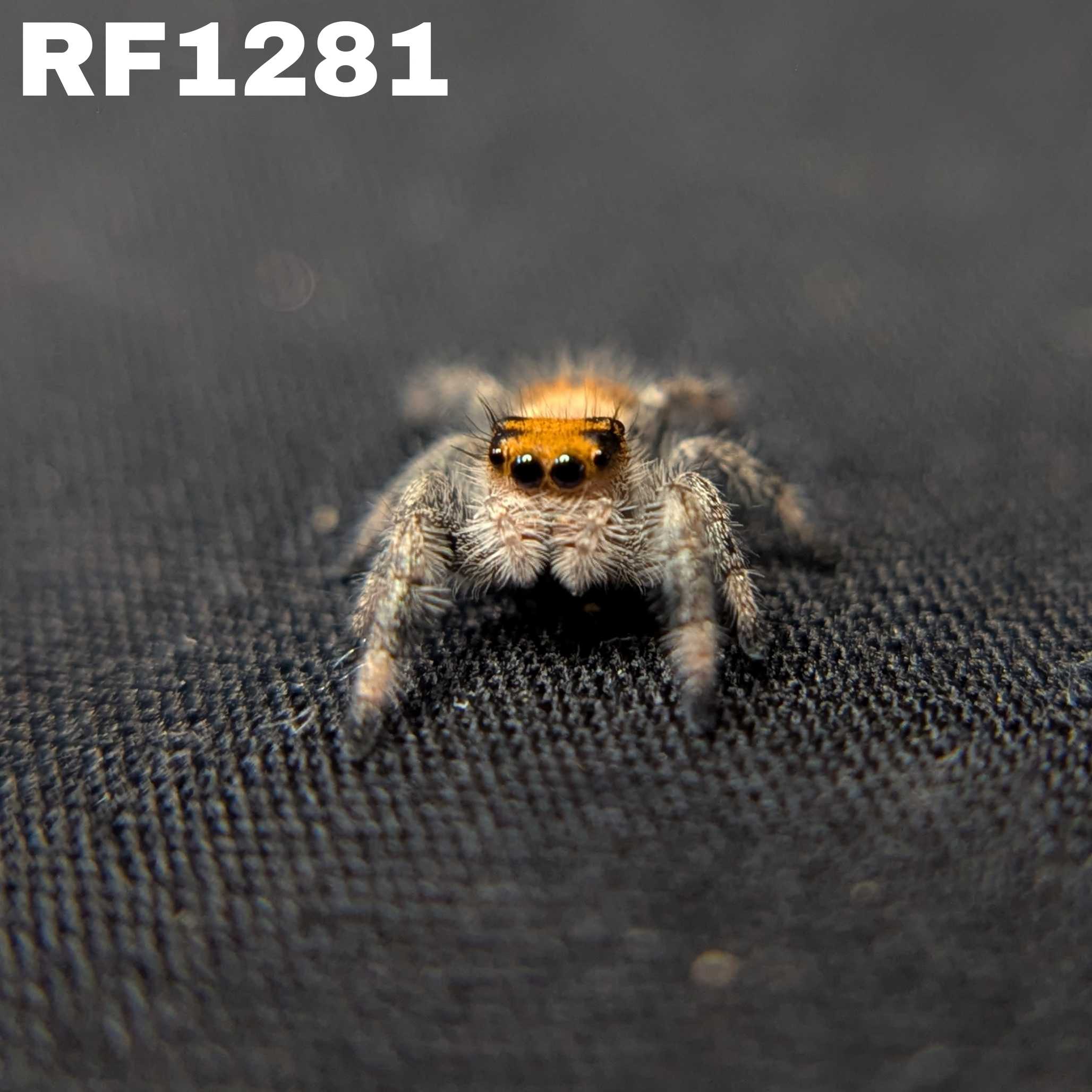 Regal Jumping Spider "Goose"