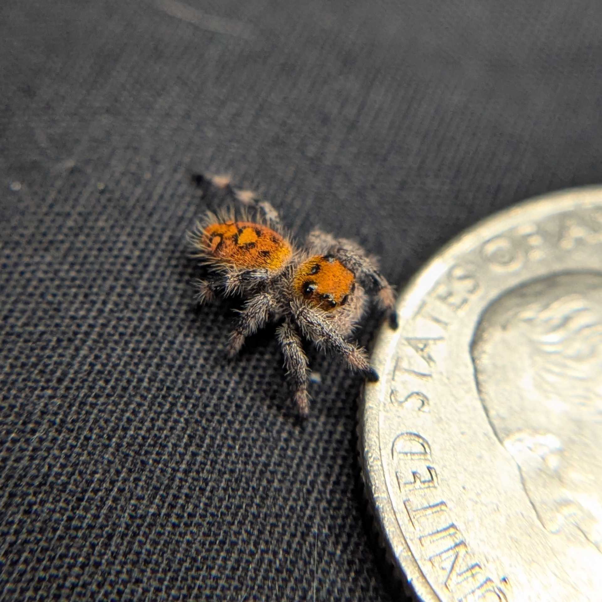 Regal Jumping Spider “Spice”