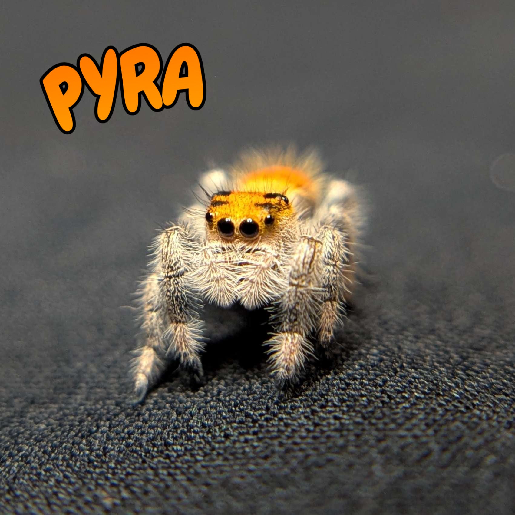 Regal Jumping Spider “Pyra”