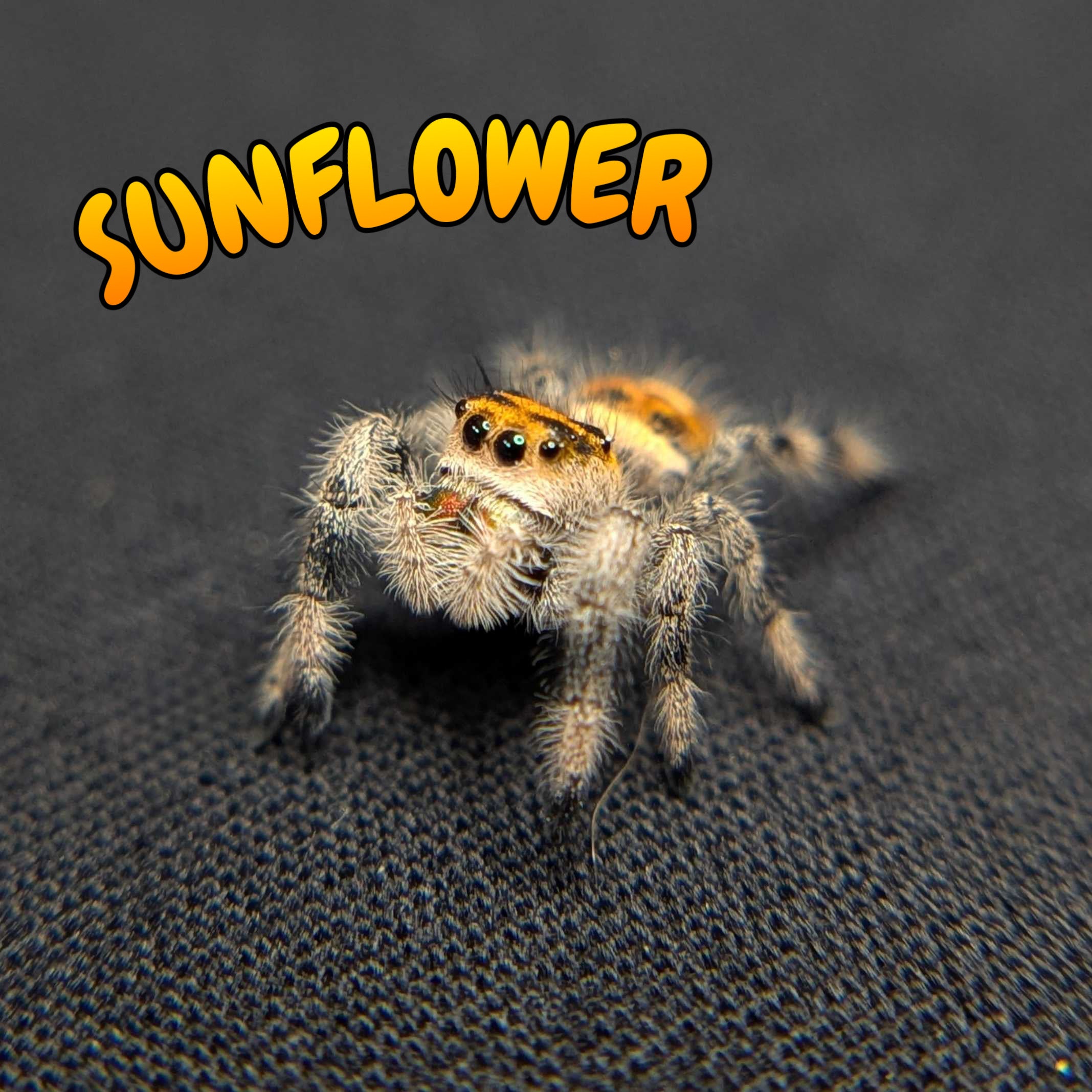 Regal Jumping Spider "Sunflower"