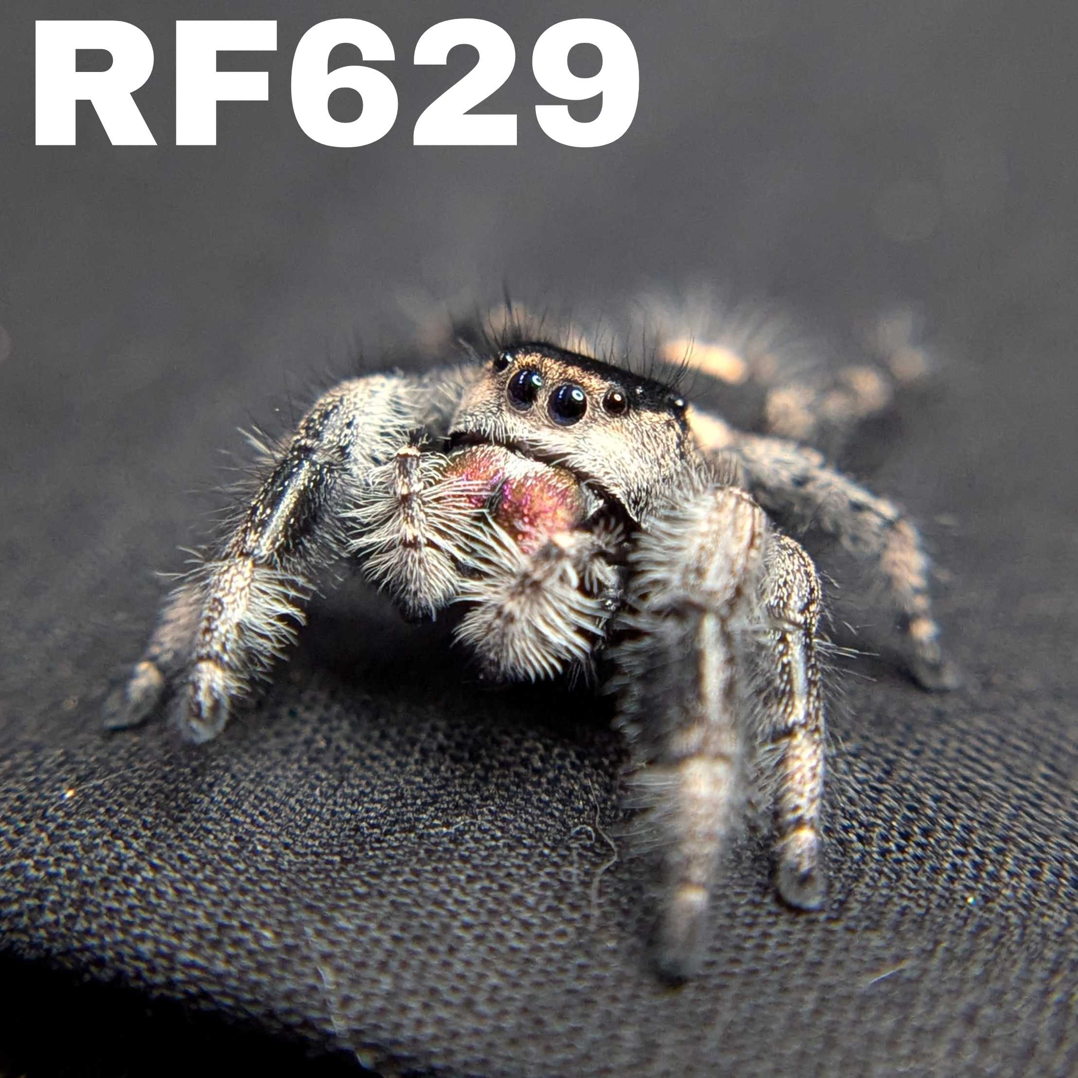 Regal Jumping Spider "Autumn"