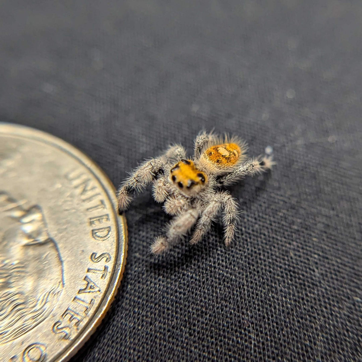 Regal Jumping Spider "Lemondrop"